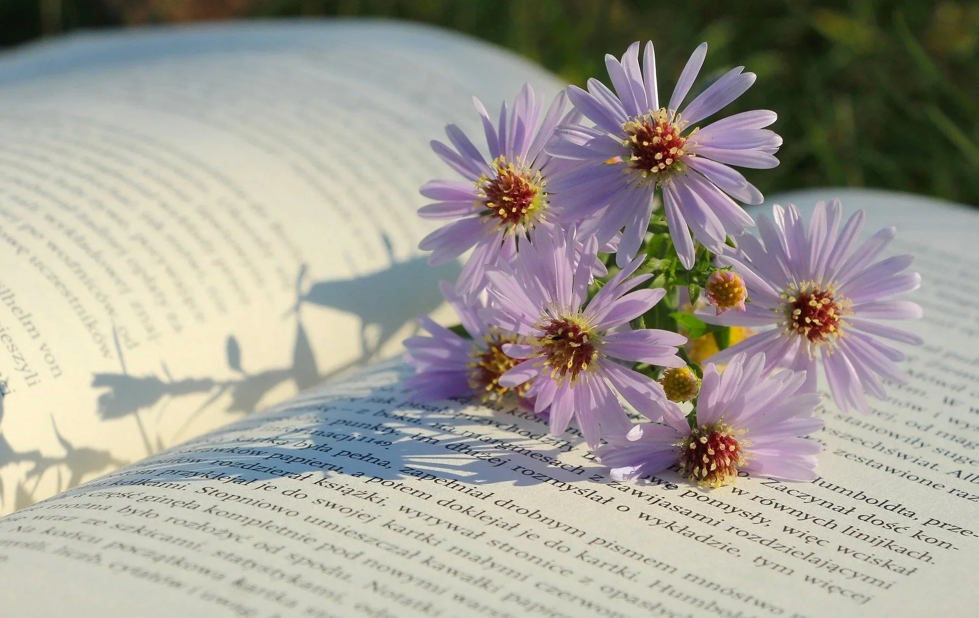 Purple flowers on open book