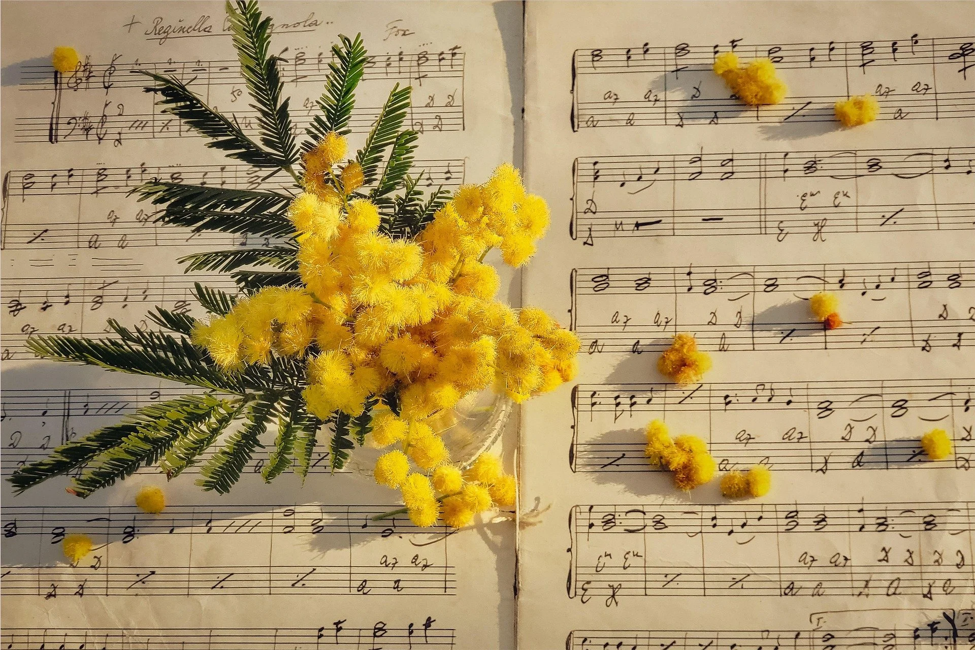 van3ssa-mimosa-7910067_1920 pixabay.jpg