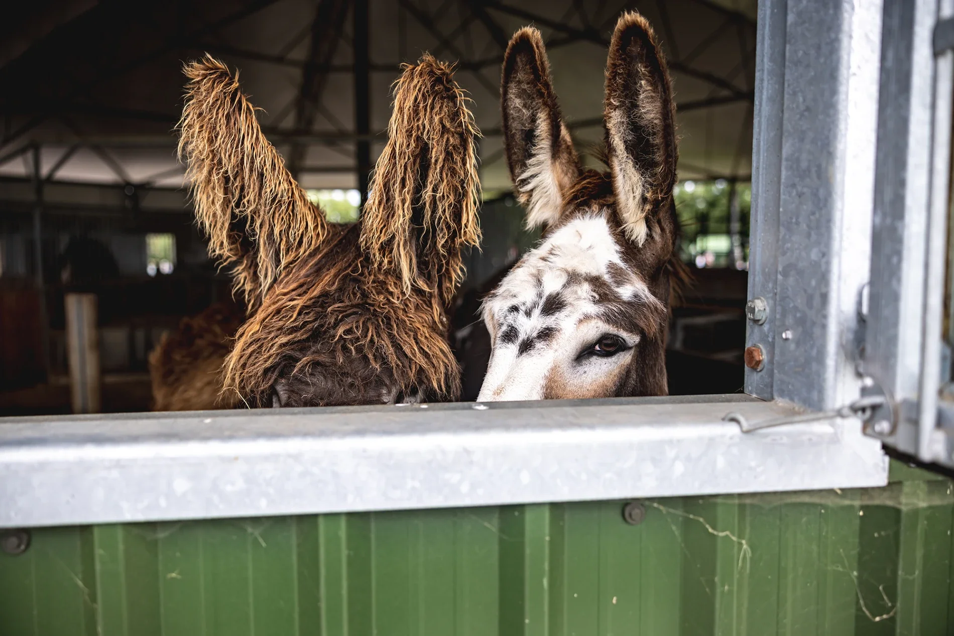 KinsPhotographic_Washbrooks_Family_Farm-74.webp