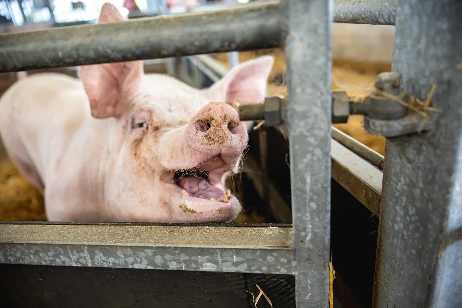 KinsPhotographic_Washbrooks_Family_Farm-70.webp