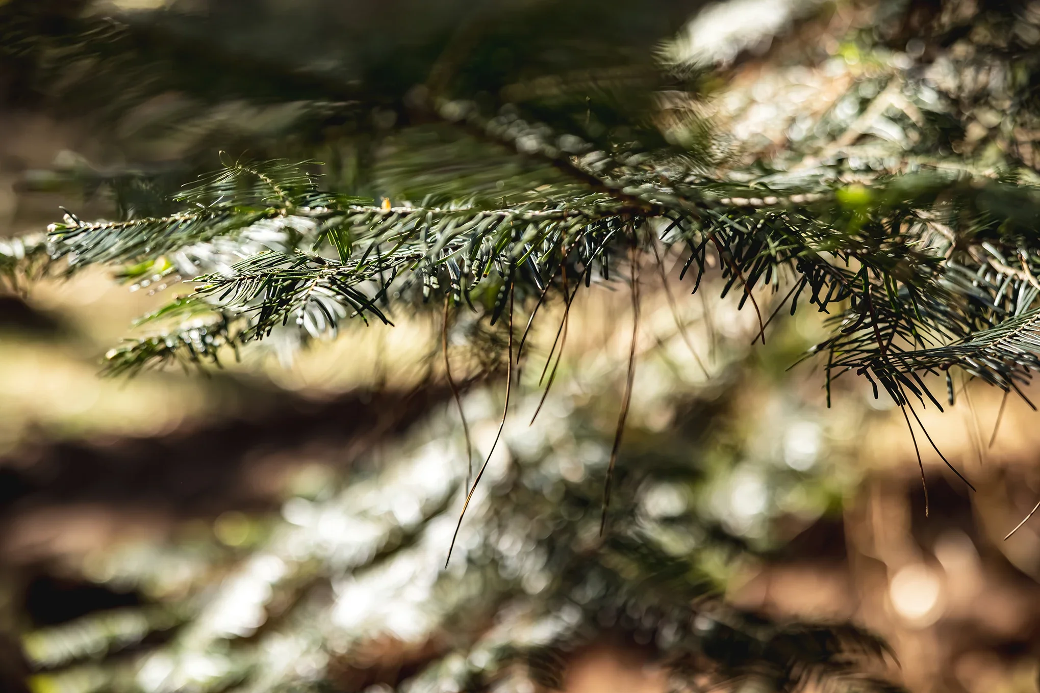 KinsPhotographic_Campsite_Photography_64.webp
