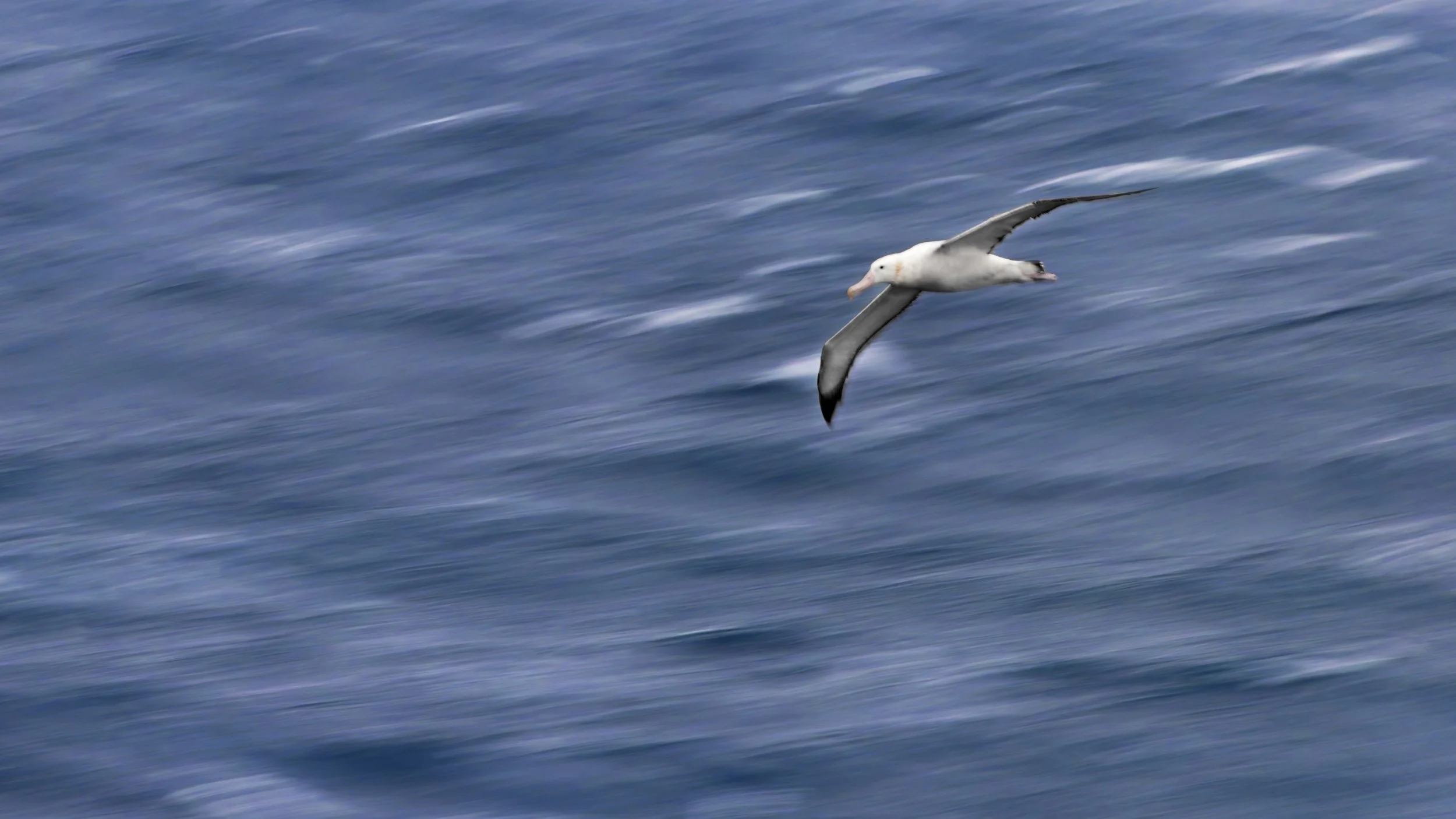 Wanderalbatros gleitet über dem Südatlantik, aufgenommen mit einer langen Verschlusszeit, um einen Mitzieher-Effekt zu erzielen
