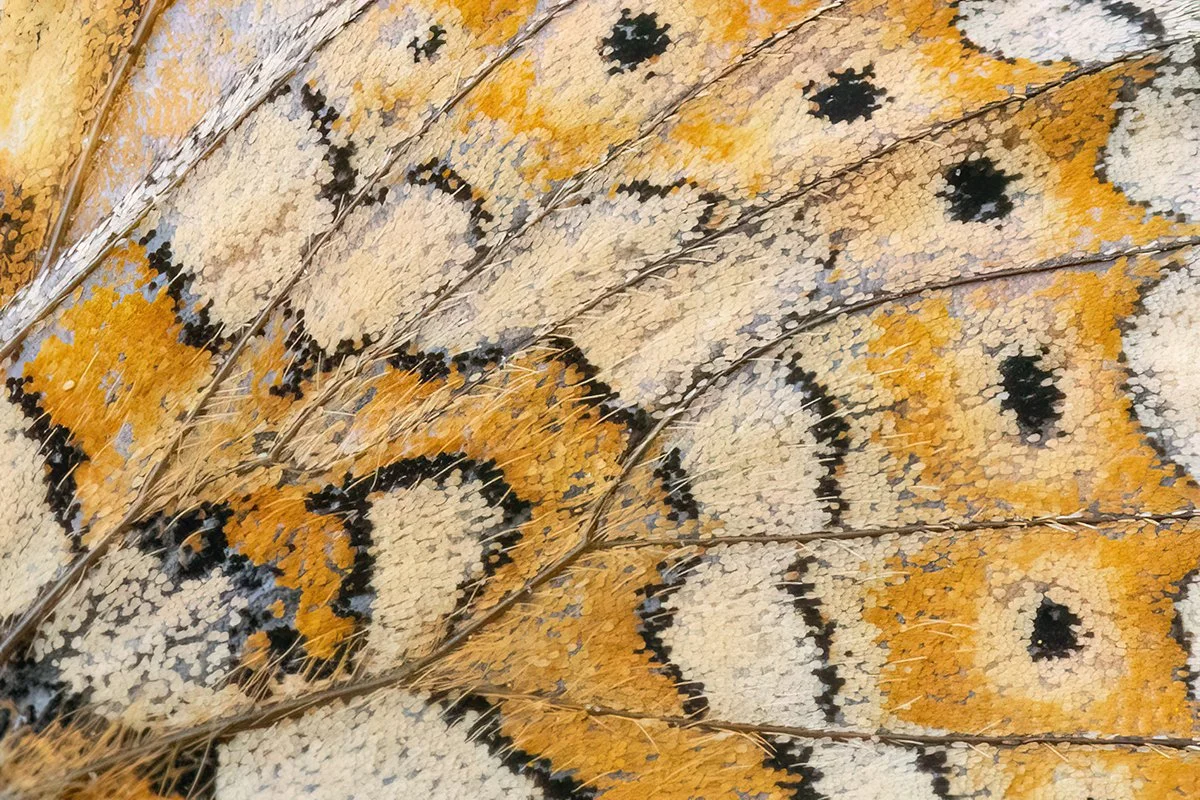 Eine Makroaufnahme mit dem Detail des Flügels eines Goldenen Scheckenfalters (Euphydryas aurinia).