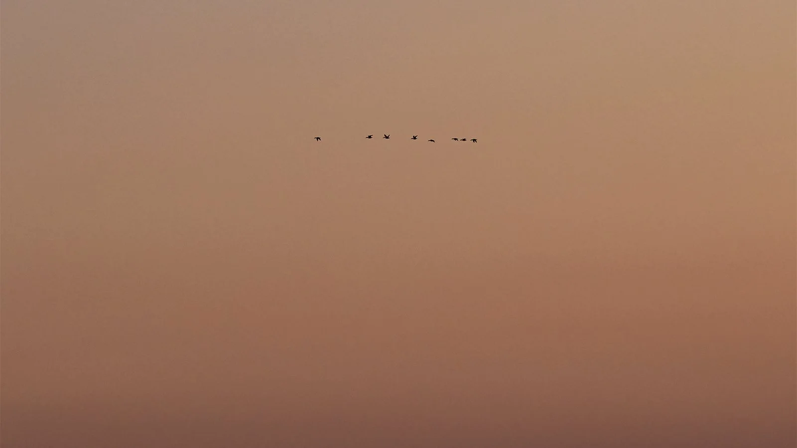 Enten fliegen im Morgenrot eines Sonnenaufgangs.