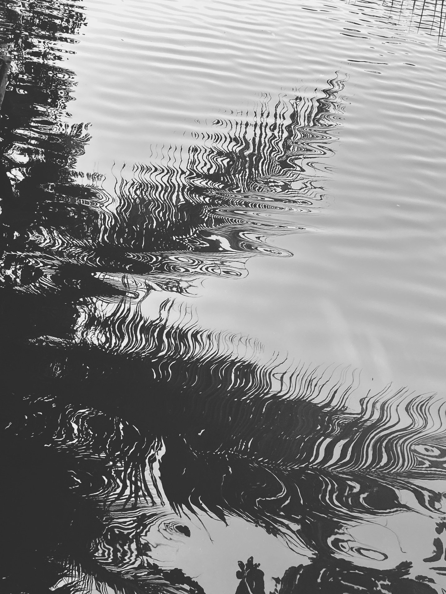 1770198405349_filtered.JPG