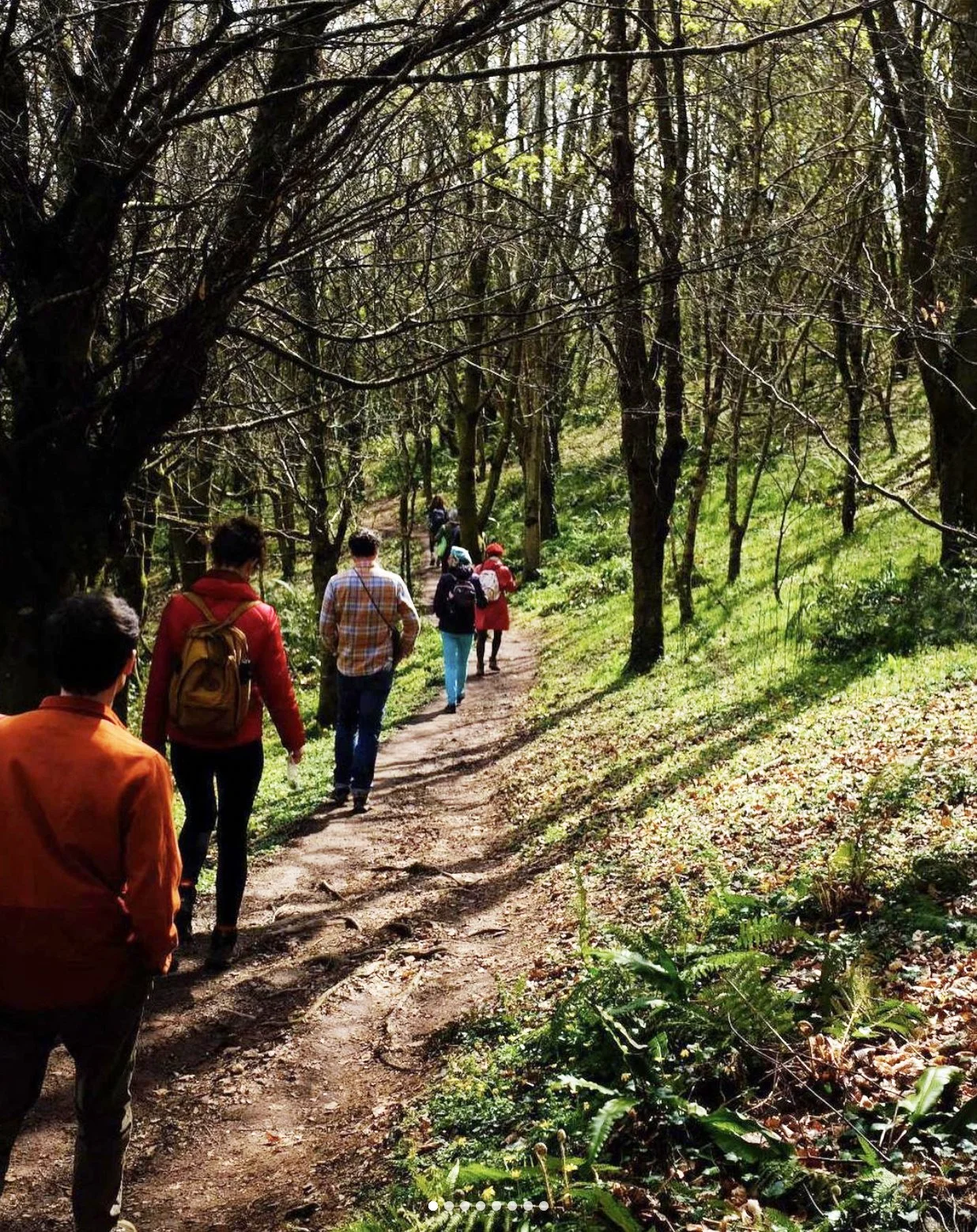 People hiking on a forest trail surrounded by trees and greenery.