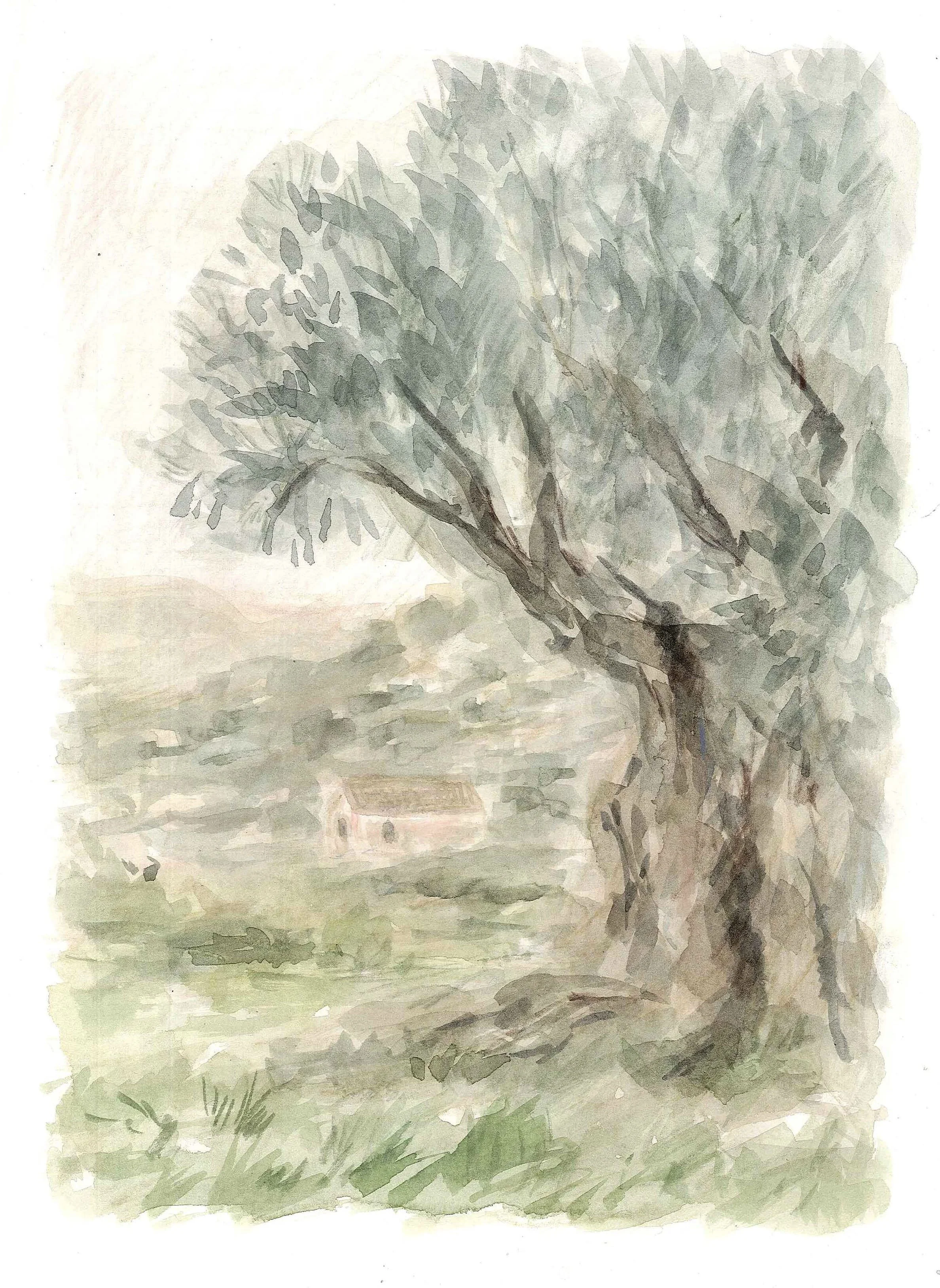 Olive.jpg