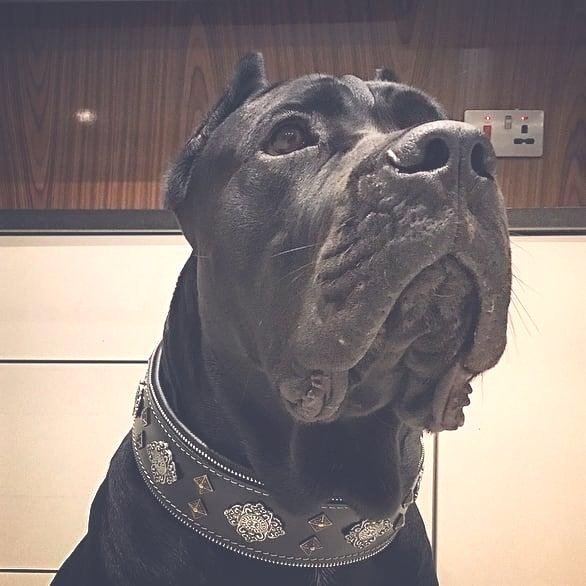 aztec-black-dog-collar-666772.jpg