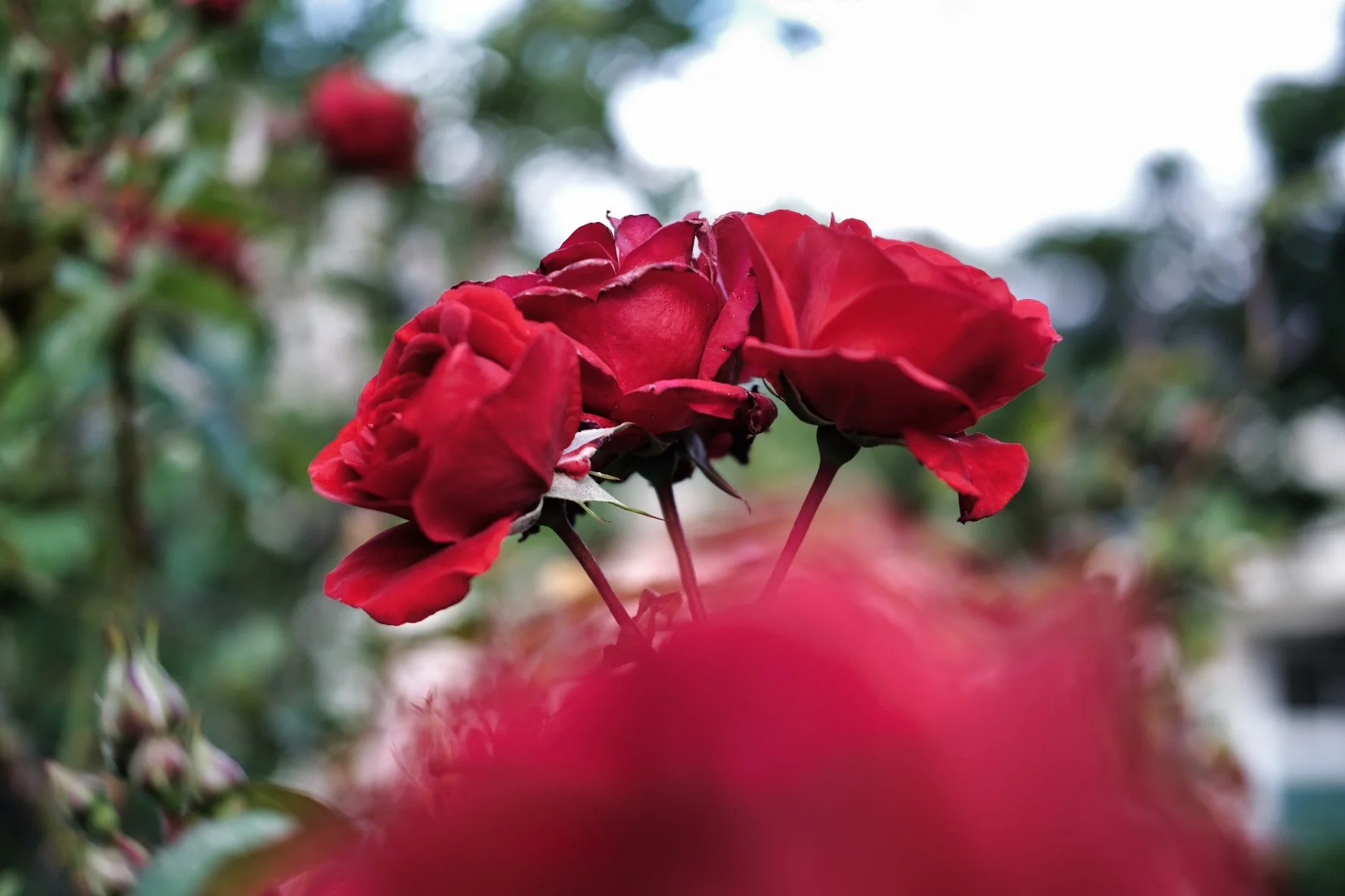 DSCF7012.jpg