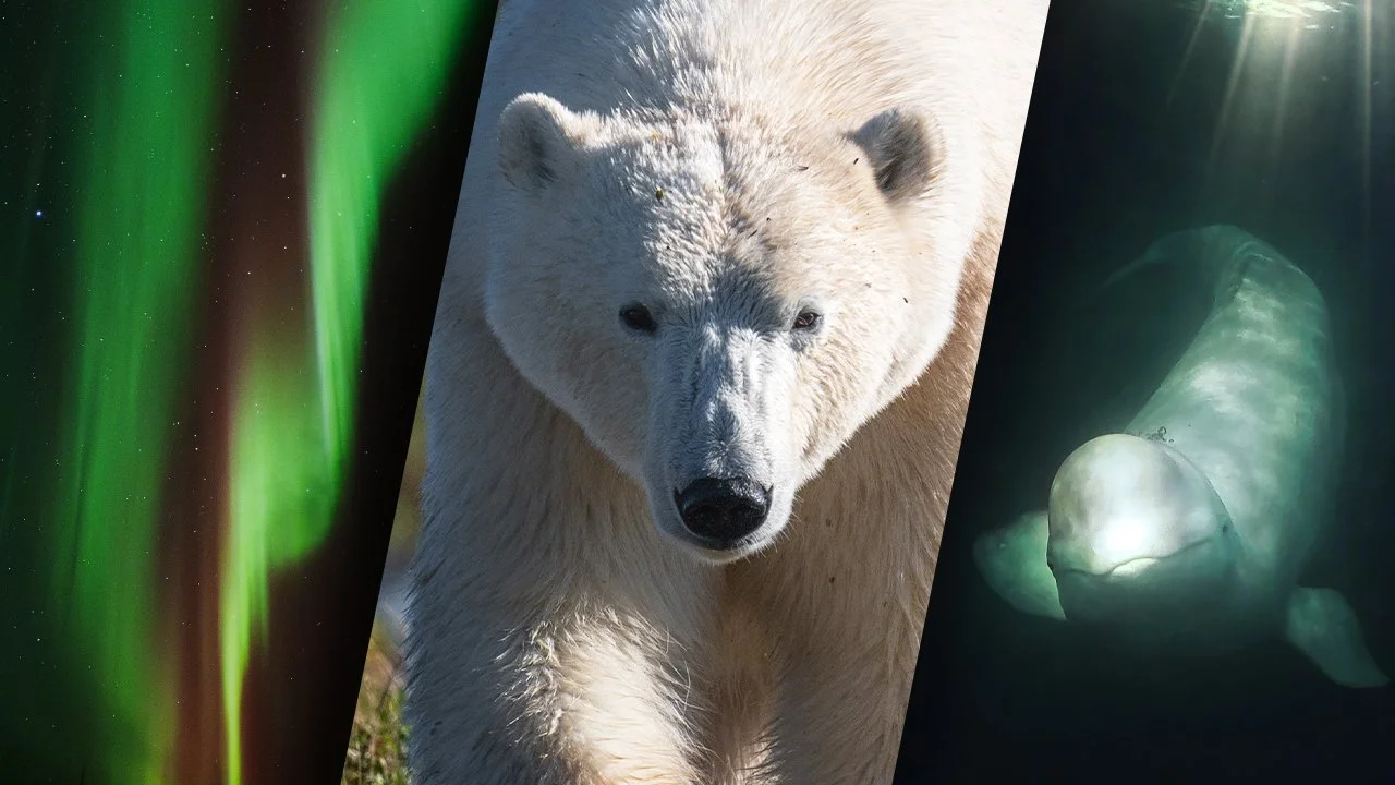 Belugas, Bears, &amp; Borealis