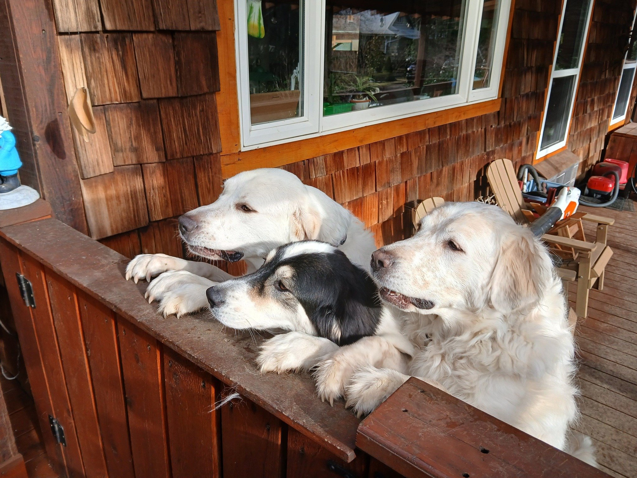 About Kelly Creek Boarding Kennels