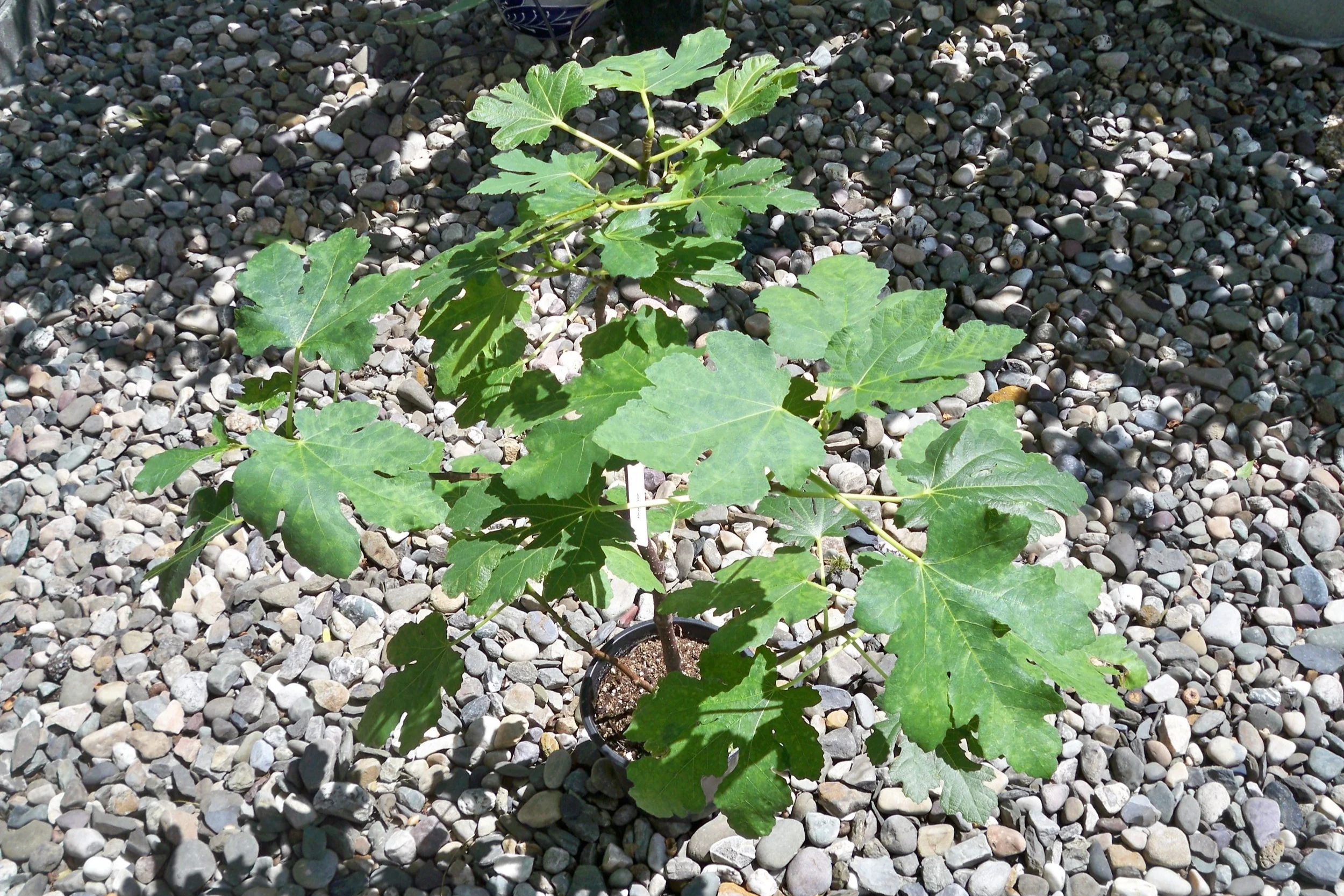 Peau Fine Plant