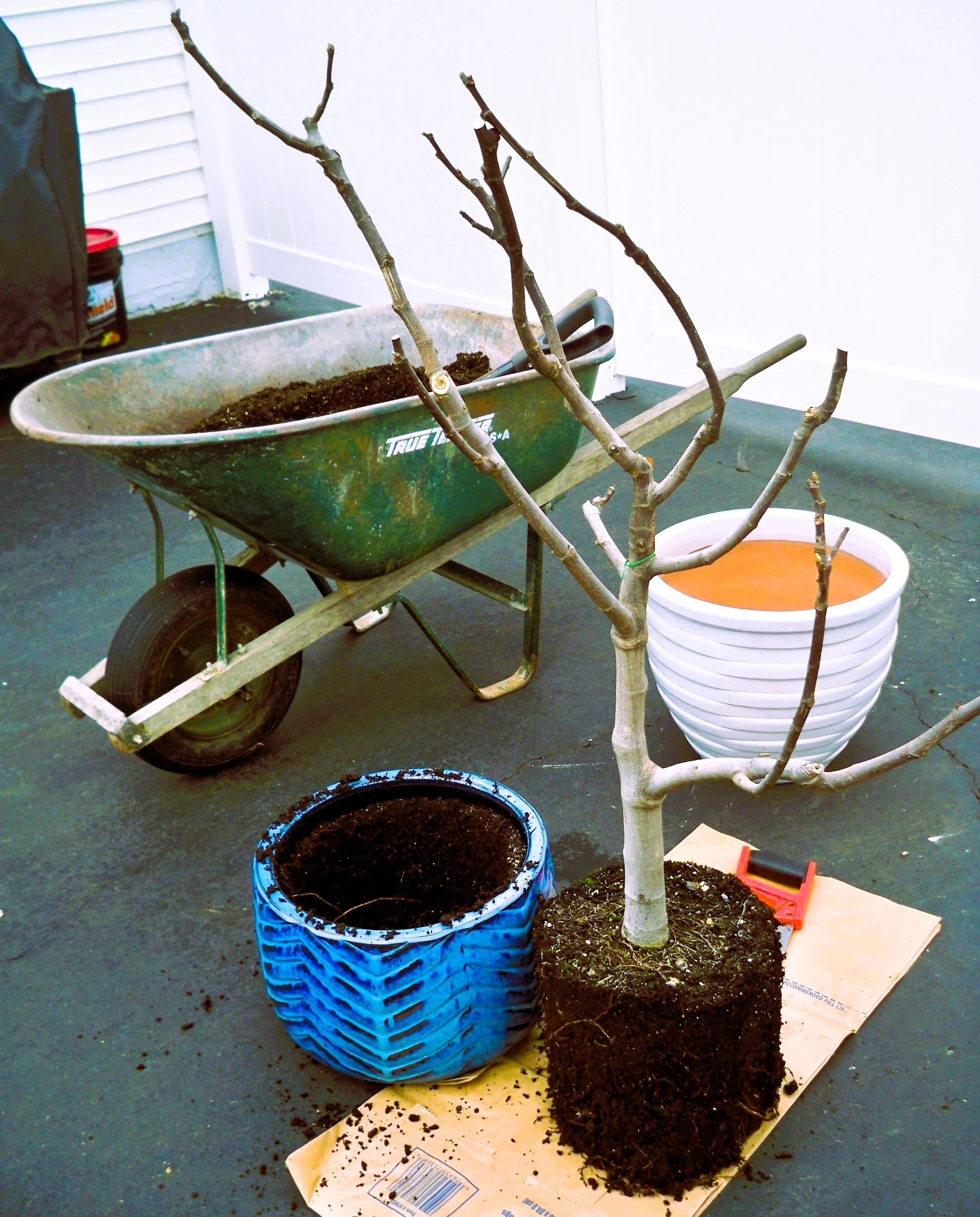 Root pruning a fig tree…