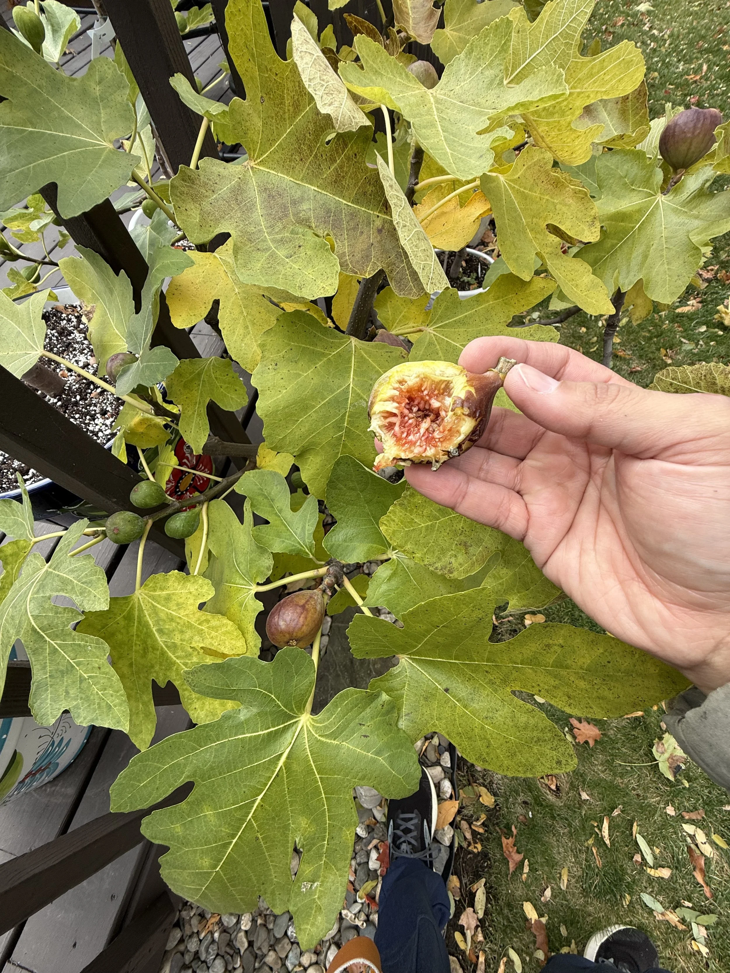 Motoso Preto picked on the Fall (2025). This particular fig was one of the best tasting figs of the year, a great way to end the season. The fig was juicy and had an excellent figgy taste with some brown sugar flavor. 