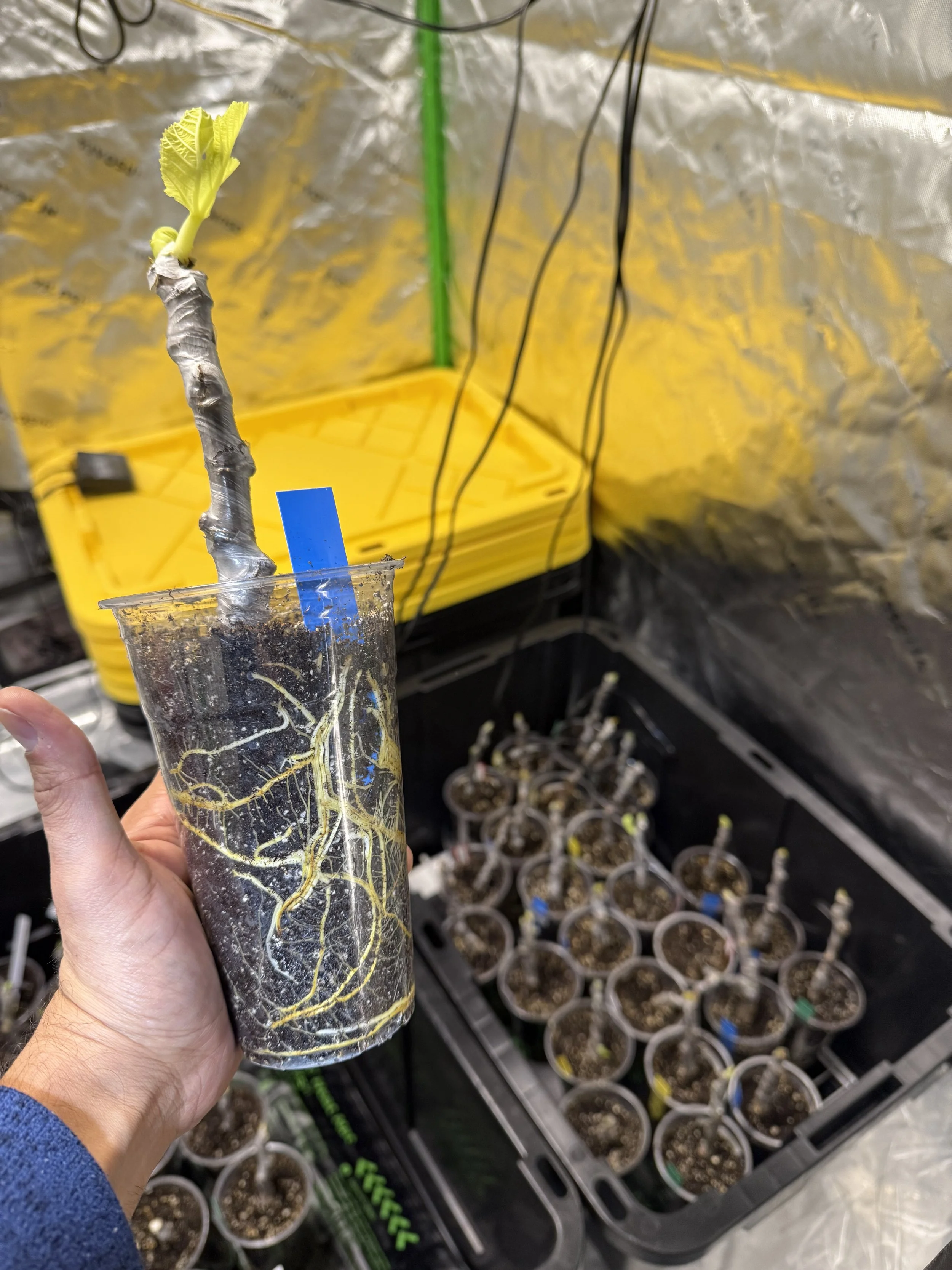 Cuttings being nurtured for 2026. The key to success is seeking continuous improvement and not letting previous disappointments dictate the future. 