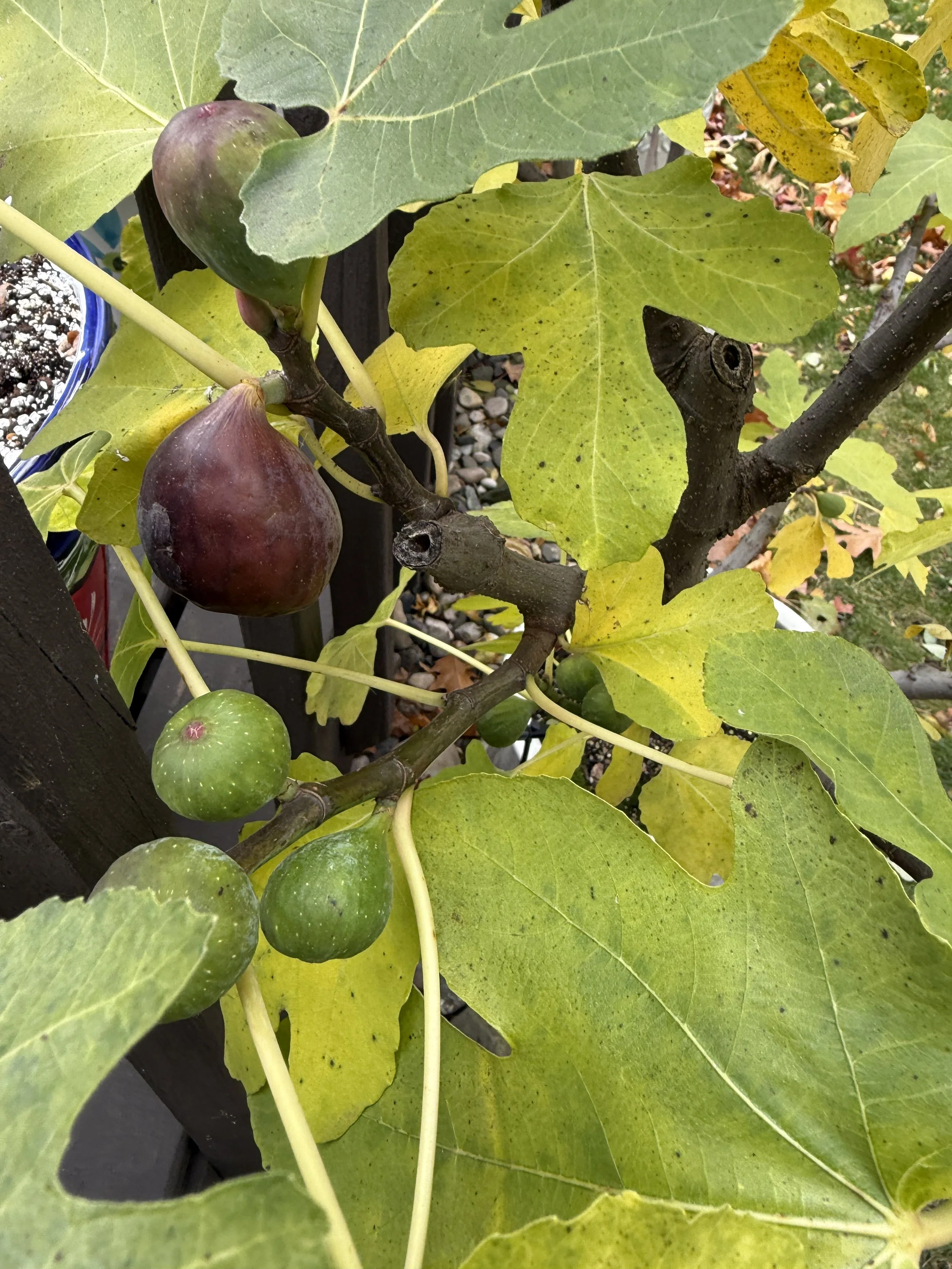 Some Motoso Preto ripening on the Fall (2025)