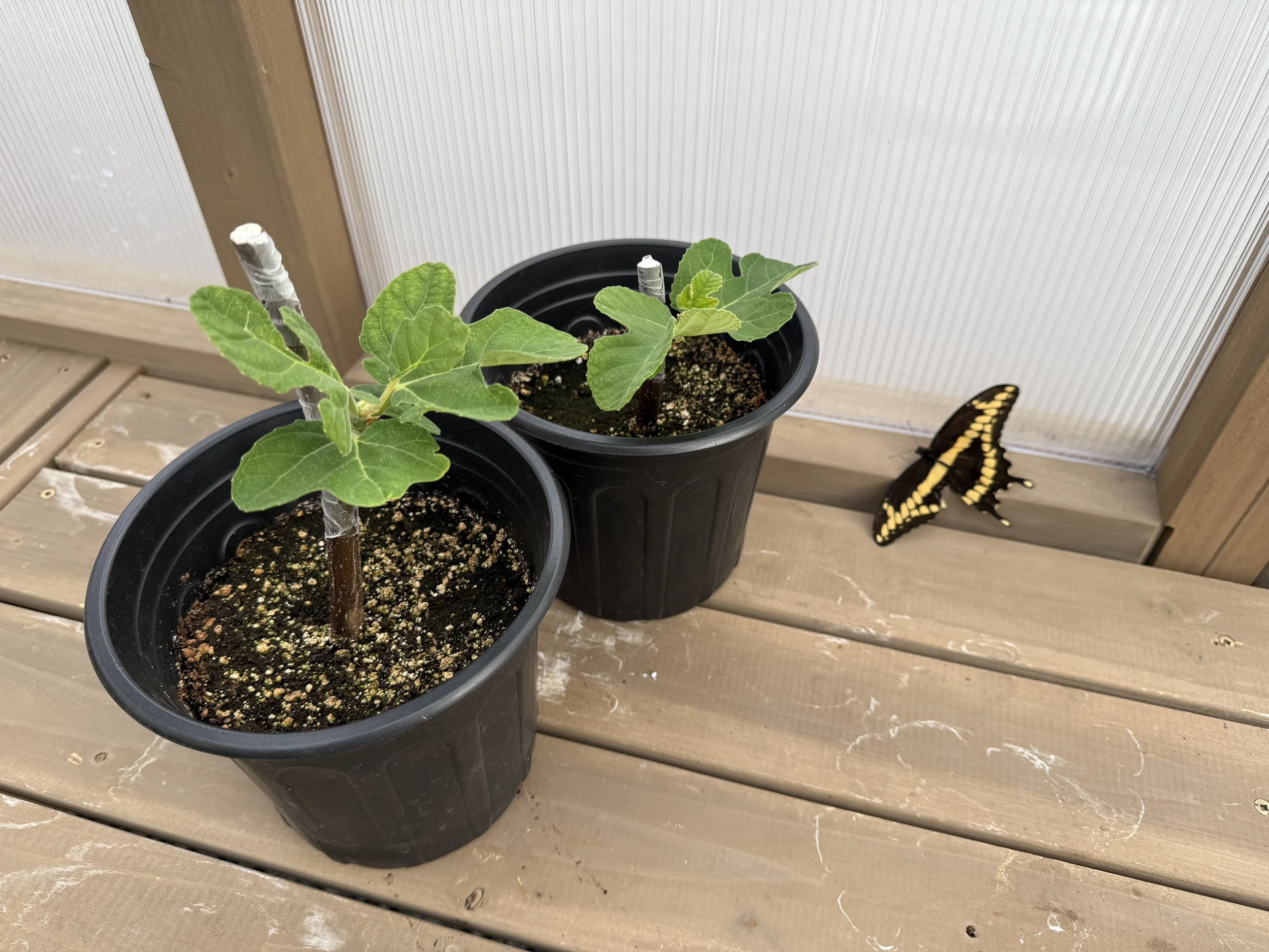 Found this little surprise on a mid-summer day inside the green house (2025). It appears to be a giant swallowtail butterfly. 