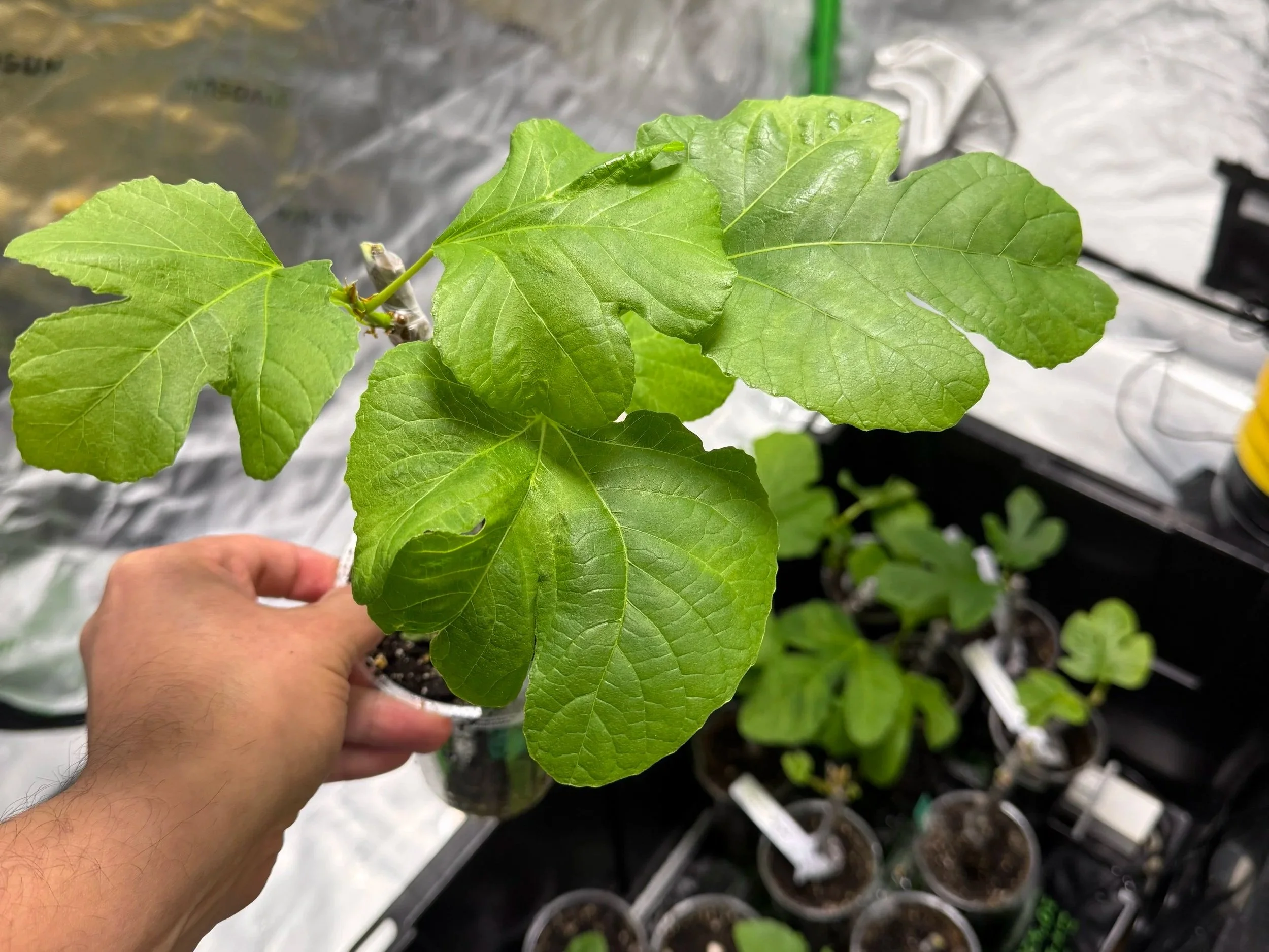 rooting fig cuttings in winter
