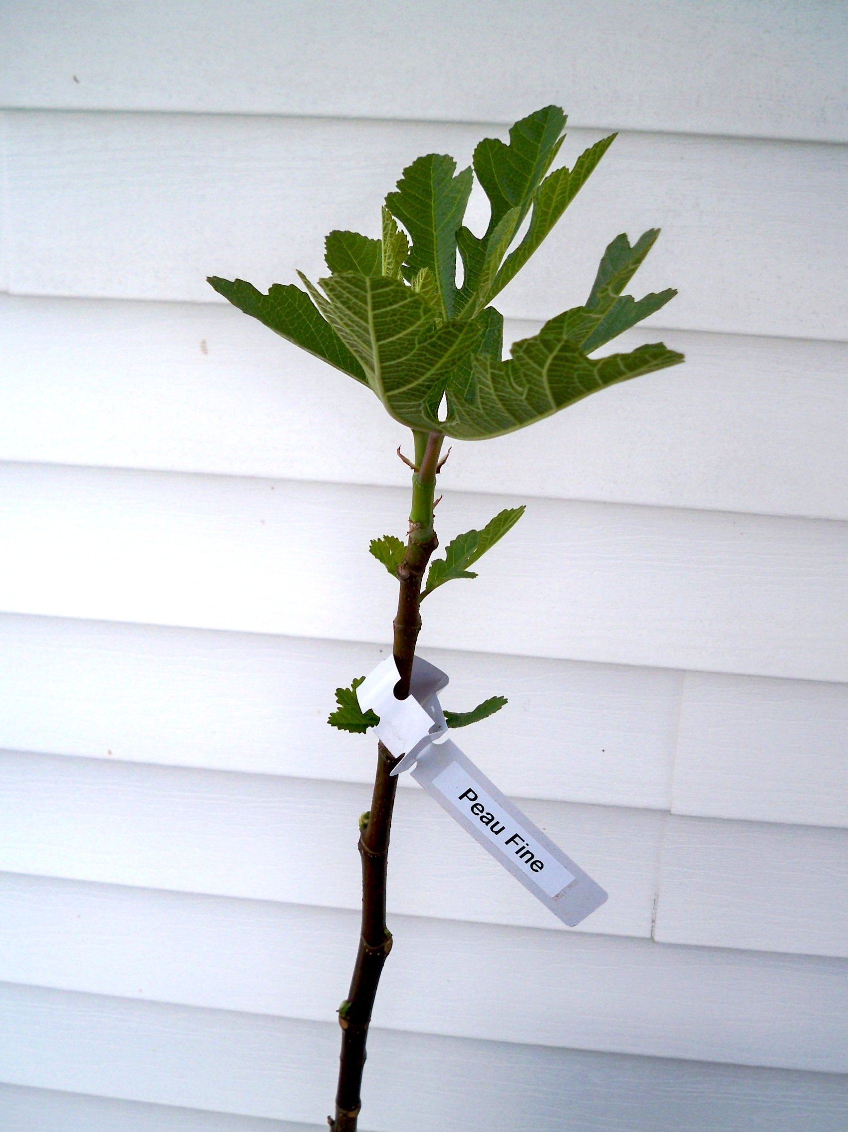 Peau Fine Plant