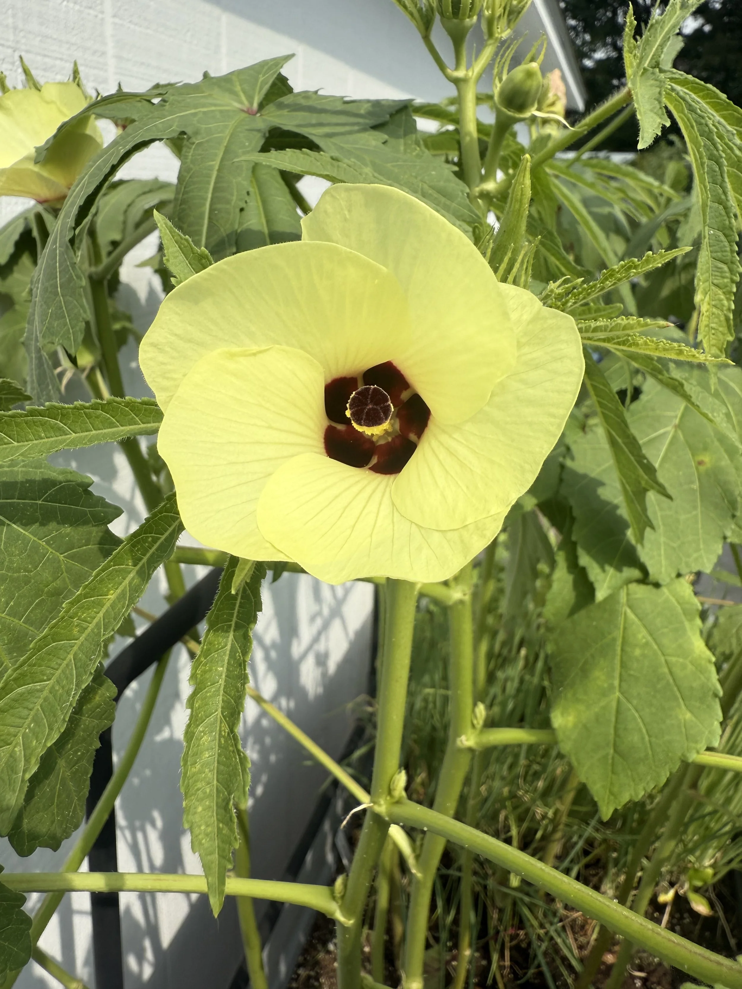 Okra flowers from the raised bed (2025).