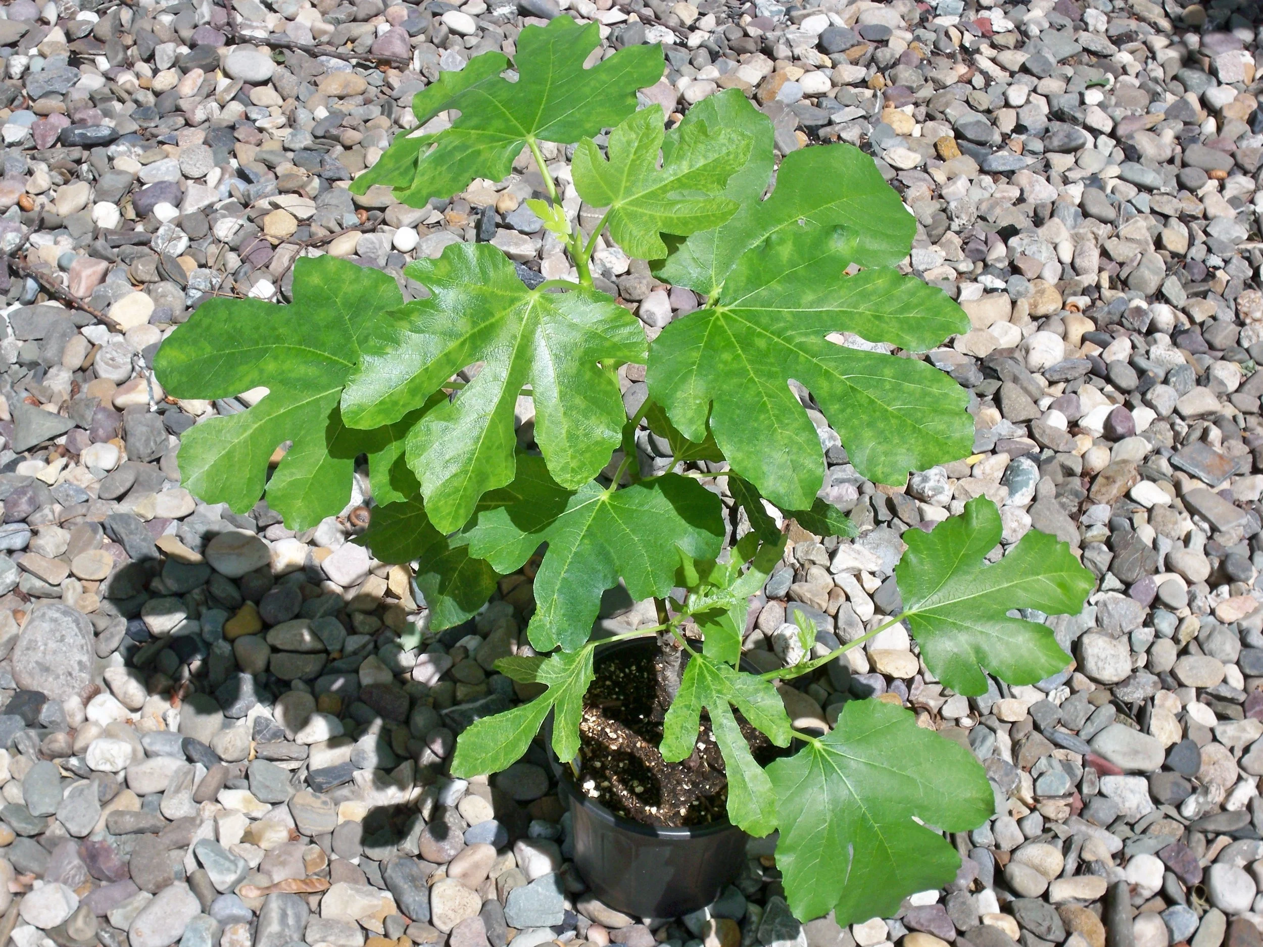 100_3812.JPG