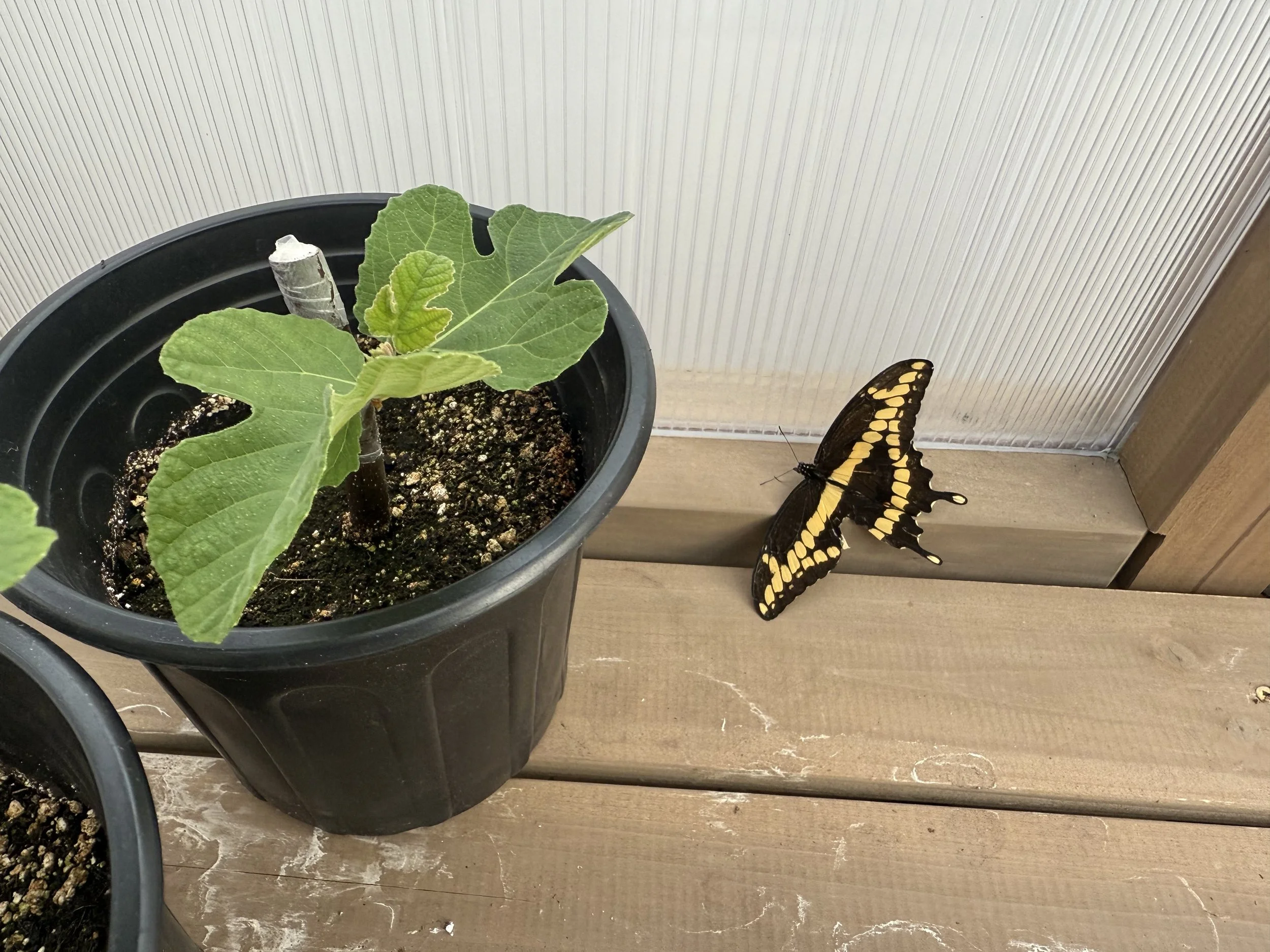 Giant swallowtail butterfly in the greenhouse checking out the fig cuttings (2025)