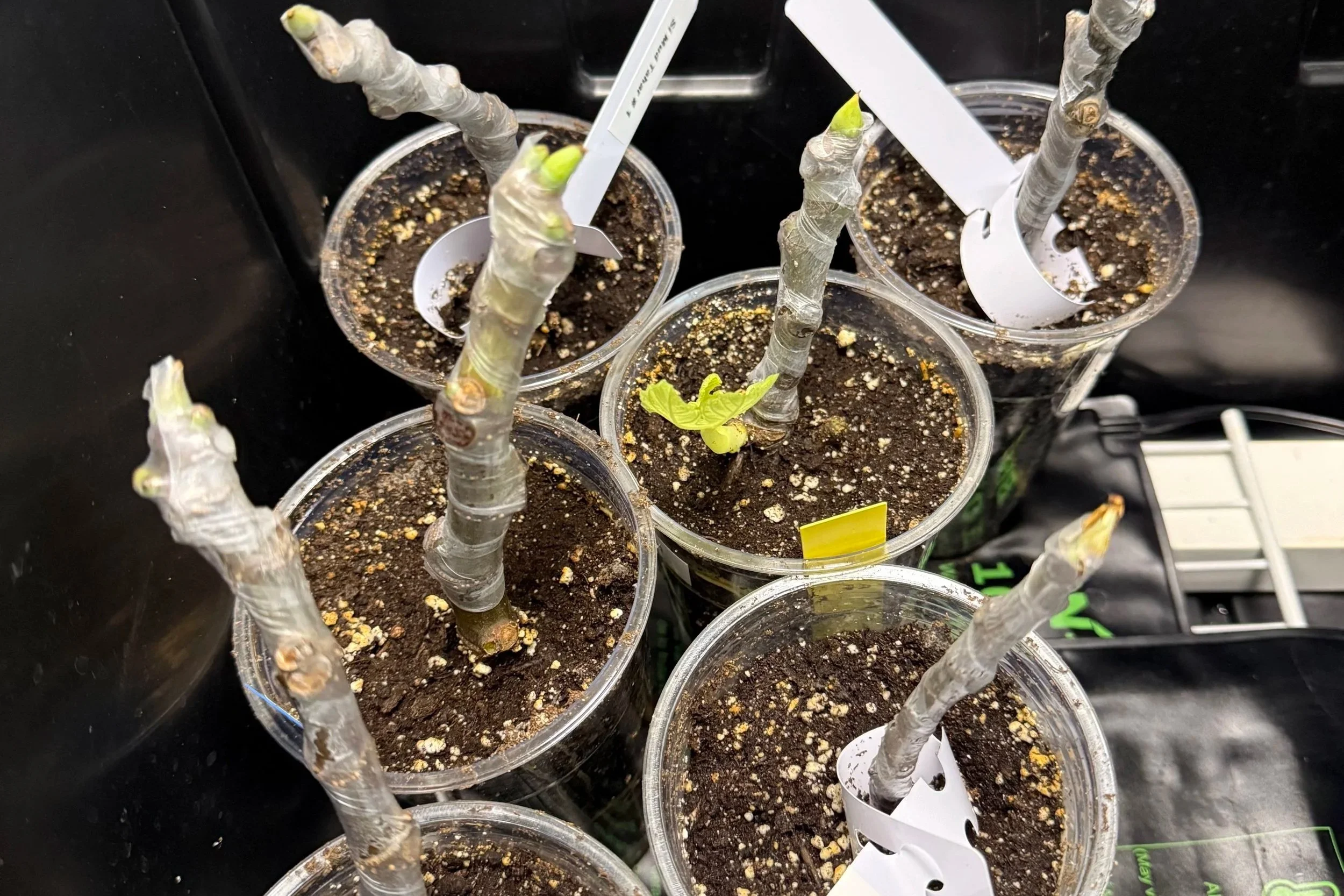 rooting fig cuttings in winter