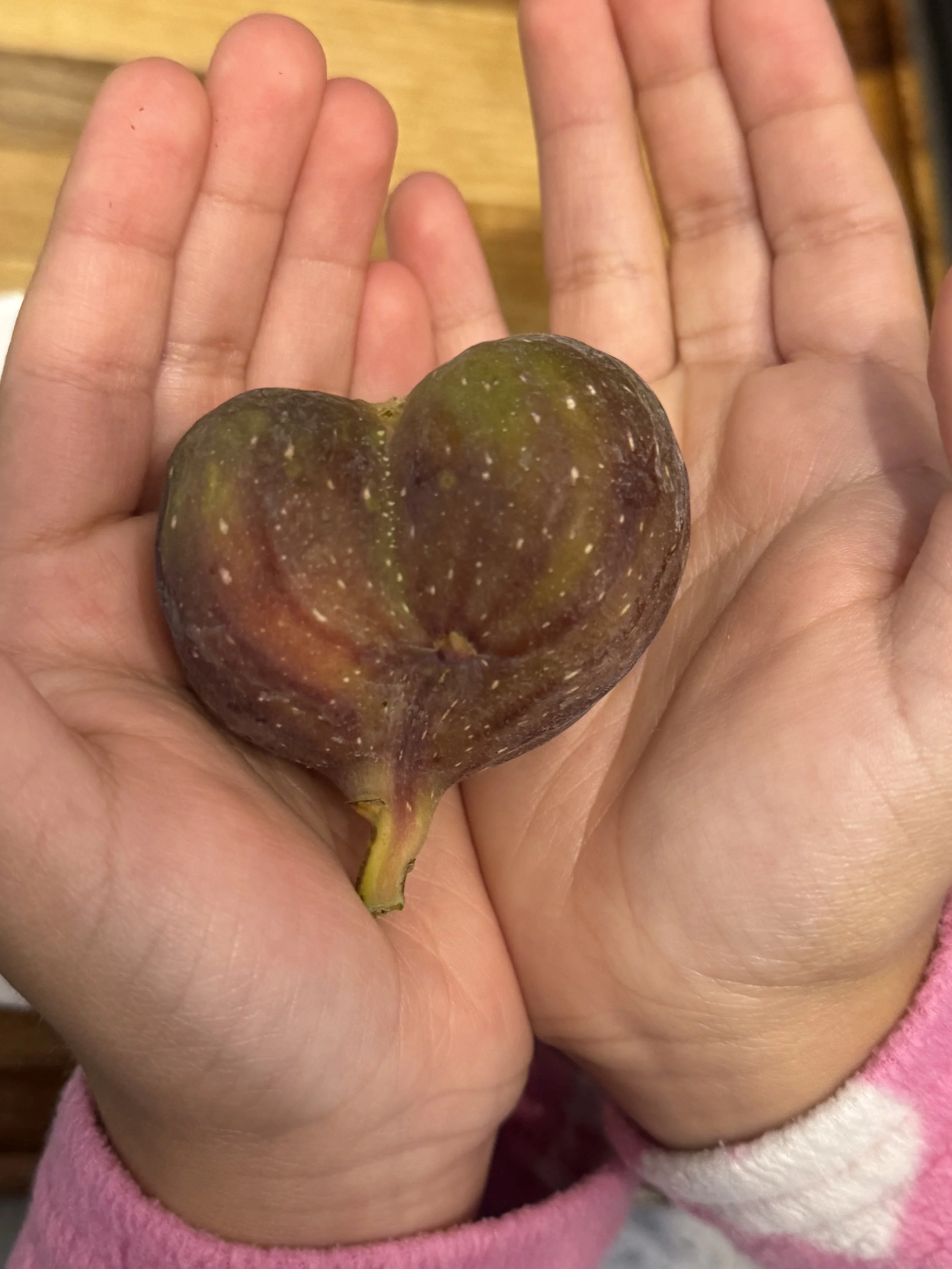 Belleclare Sport heart shape fig (2025). This variety tend to produce this kind of figs; the trait has been persistent over the last three growing season. 