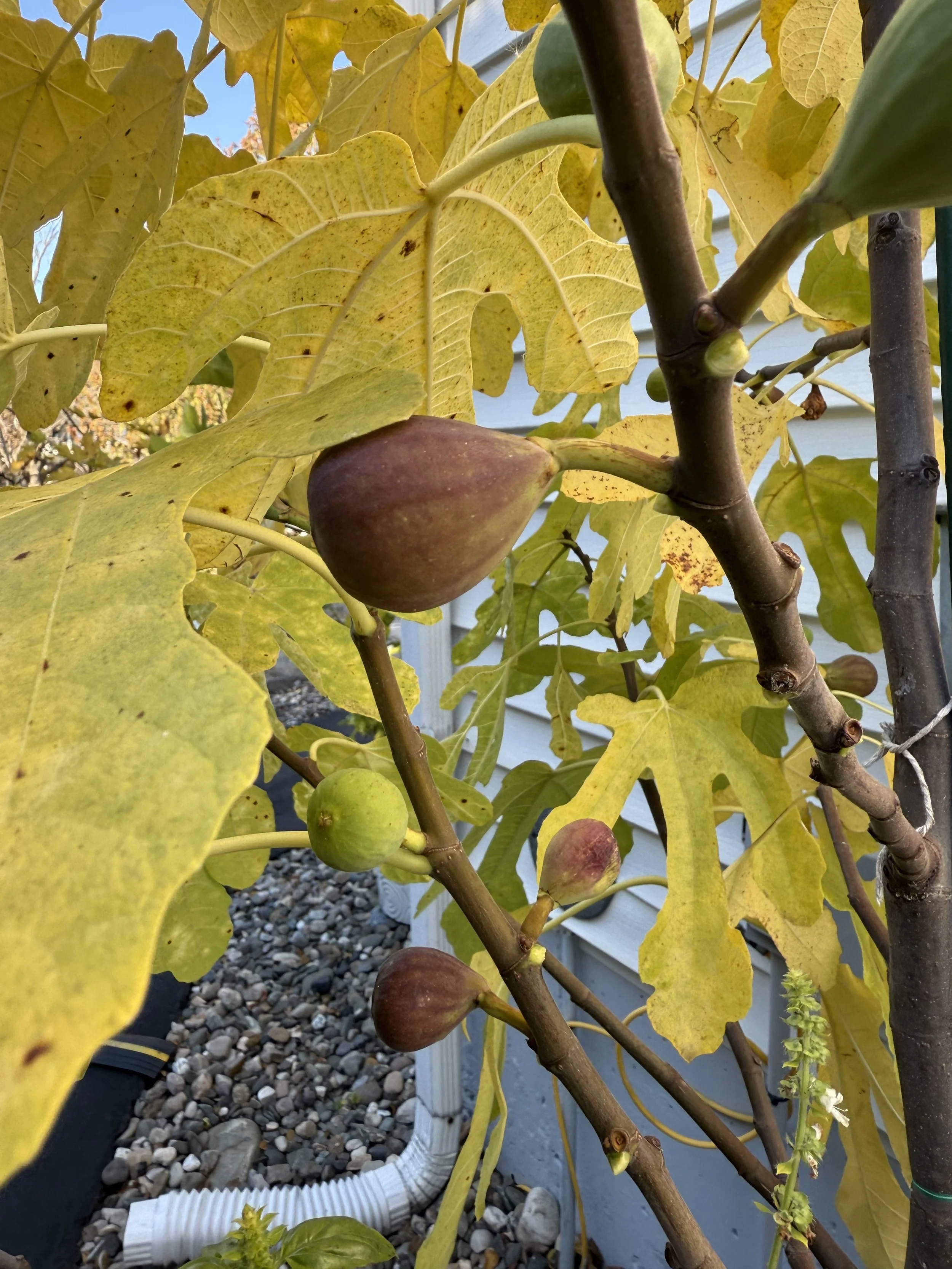 Rossellino figs ripening on an Autumn Day with leaves turning yellow (2025). 