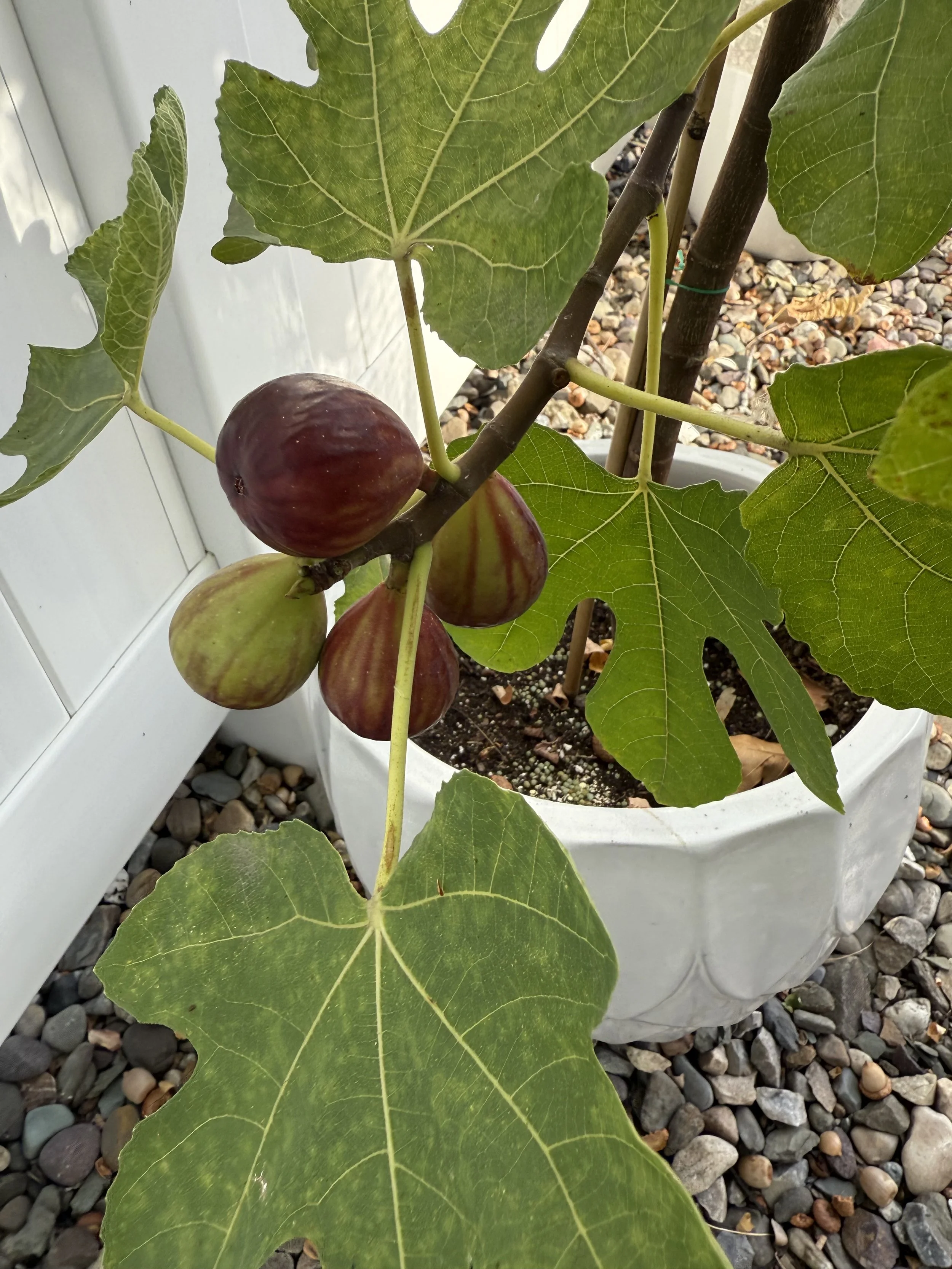 LSU Purple is a surprising variety, often overlook but in my opinion a great choice for growers in short season zones (2025)