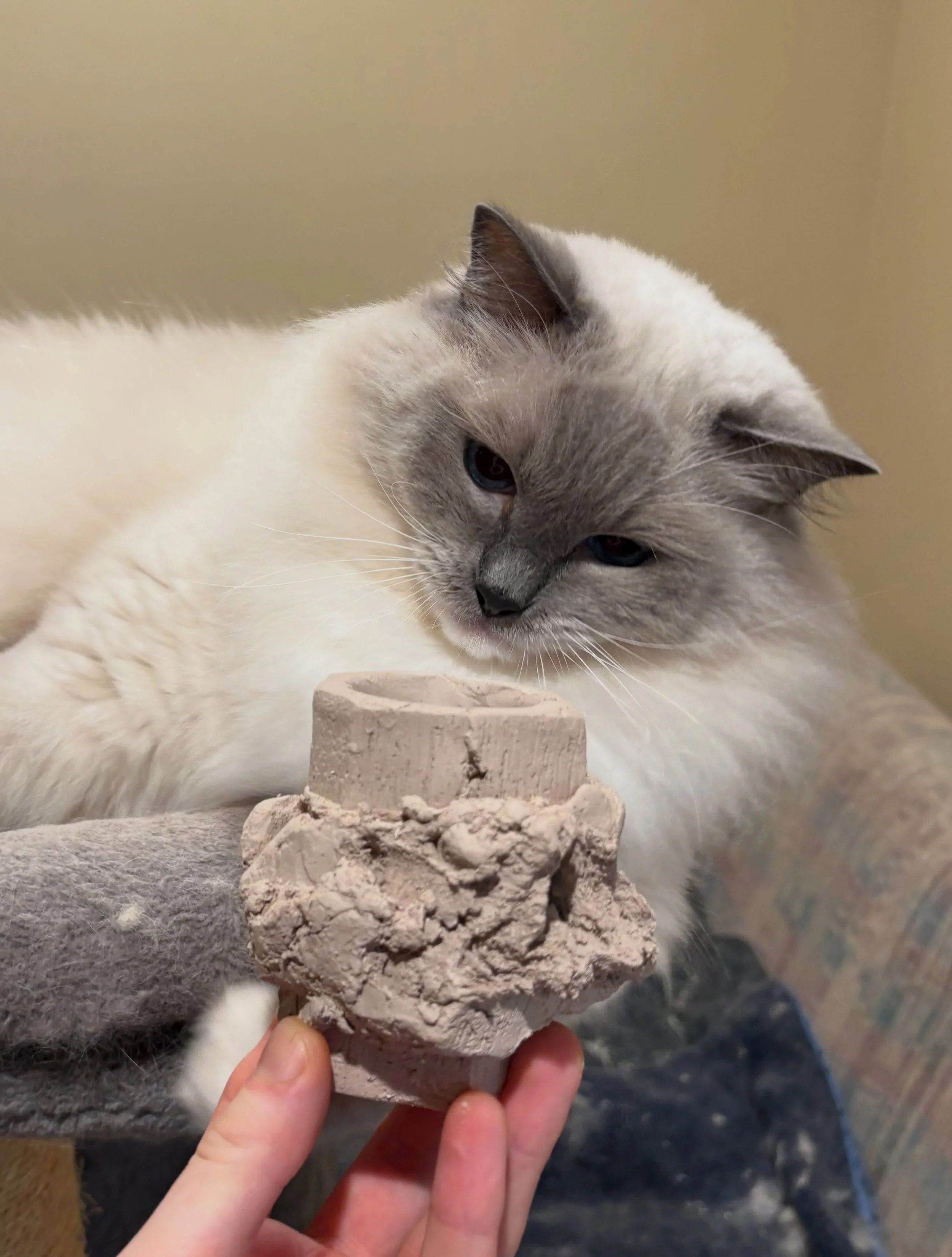 Like me, Beau loves getting his paws on the clay and he prefers it to the photography.

We're preparing for my first participation in a wood-firing coming up in November. Kurinuki iterations, Grogeewemee by @starworksceramics, ragdoll.

Reminder of u