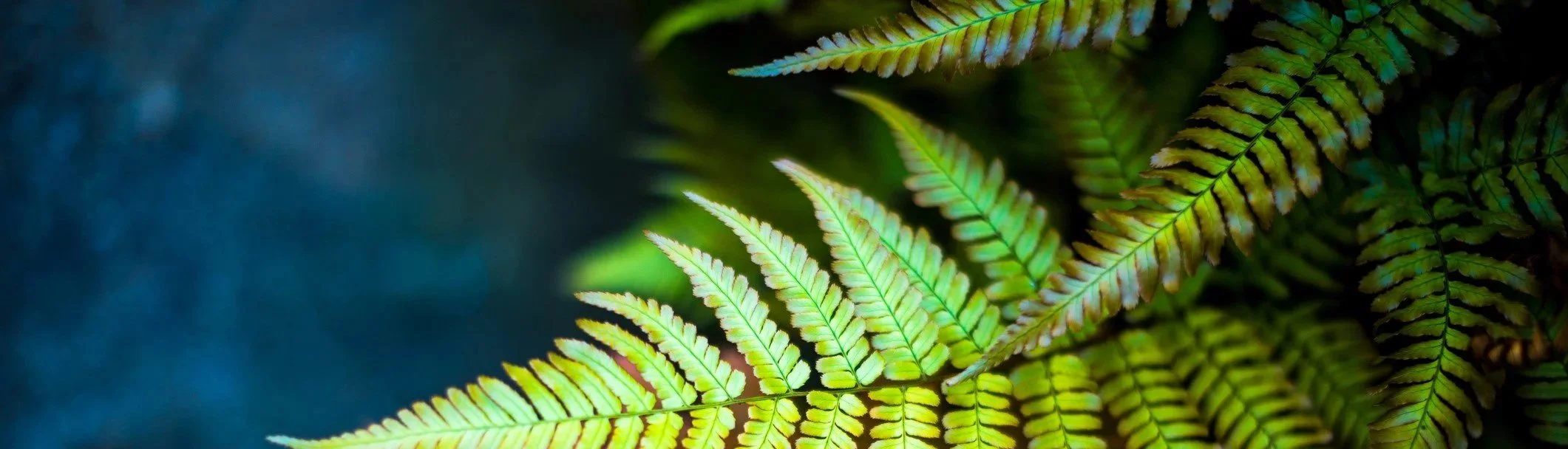fern.jpg