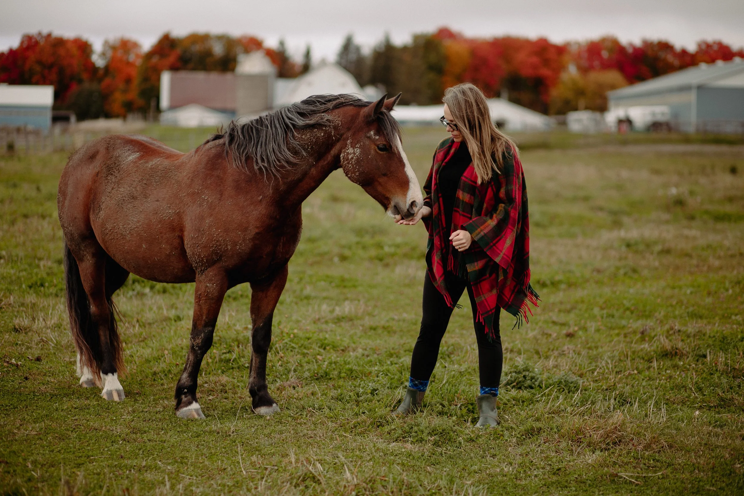 a person feeding a pony a treat