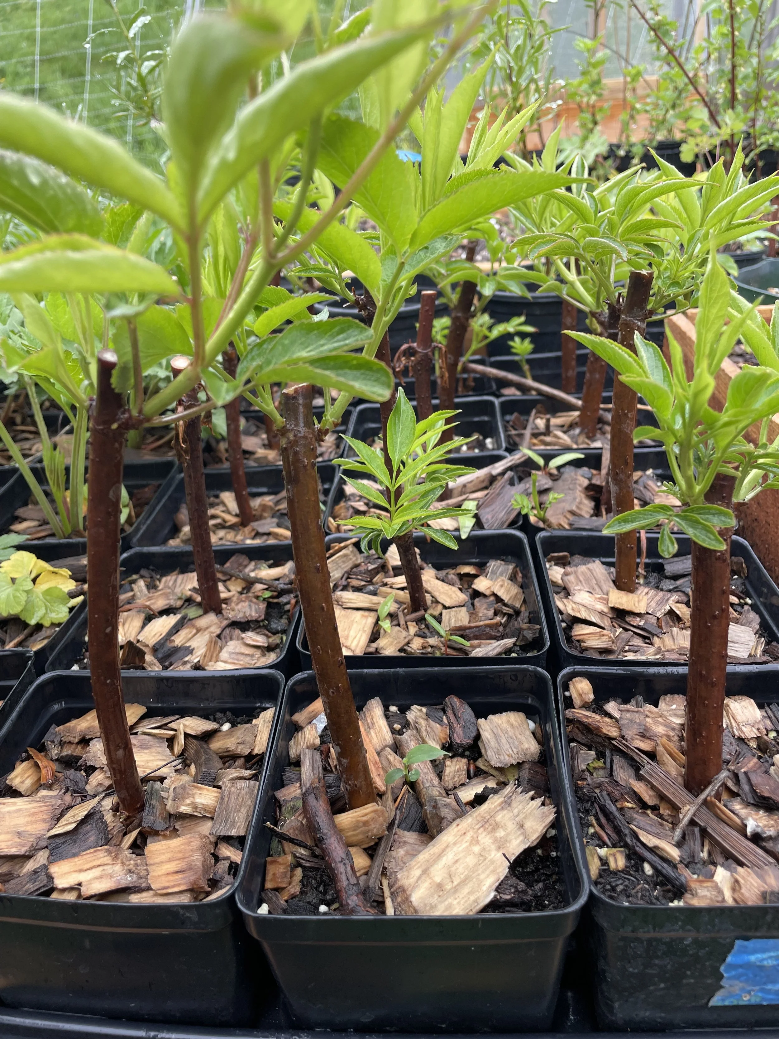 Black Elderberry (Cutting)