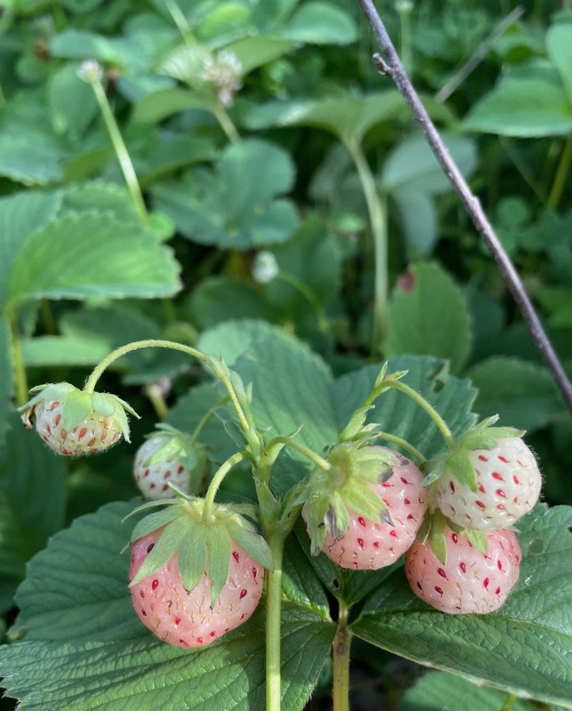 Pineapple Strawberry "Pineberry" (Bare Root)