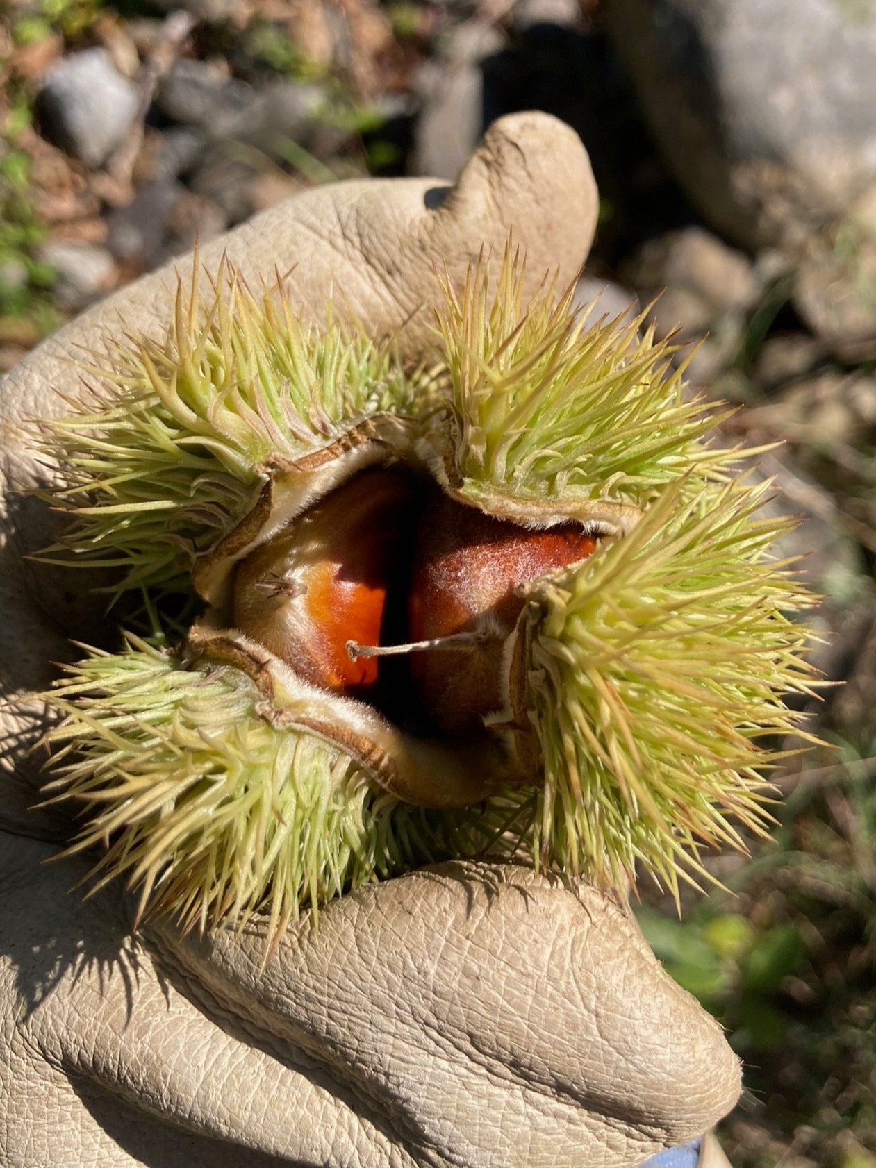 a gloved hand holding a chestnut in a spiny husk. The husk is opening revealing the top of two large chestnuts within.