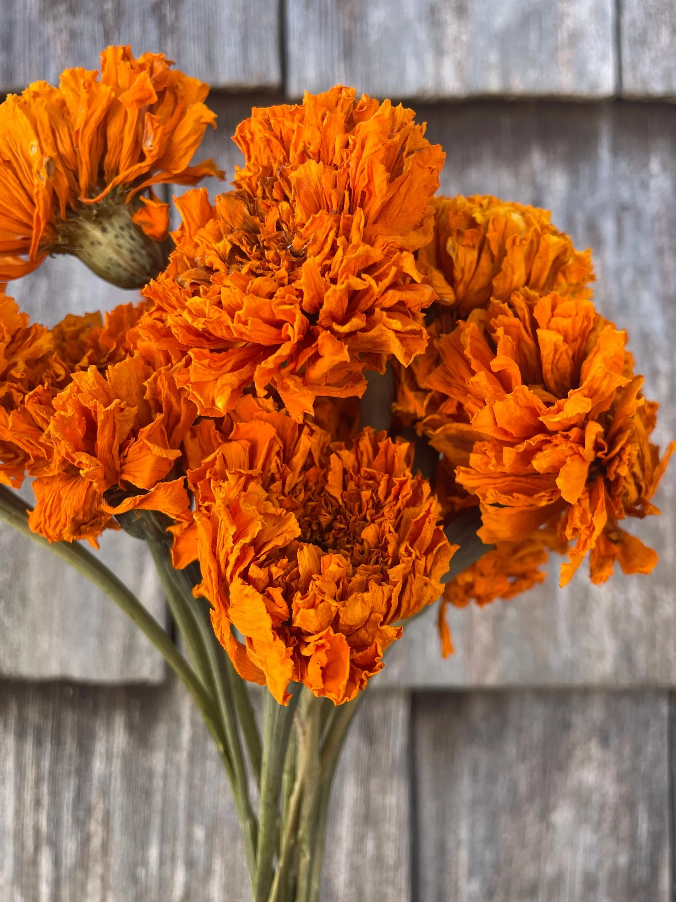 orange marigolds