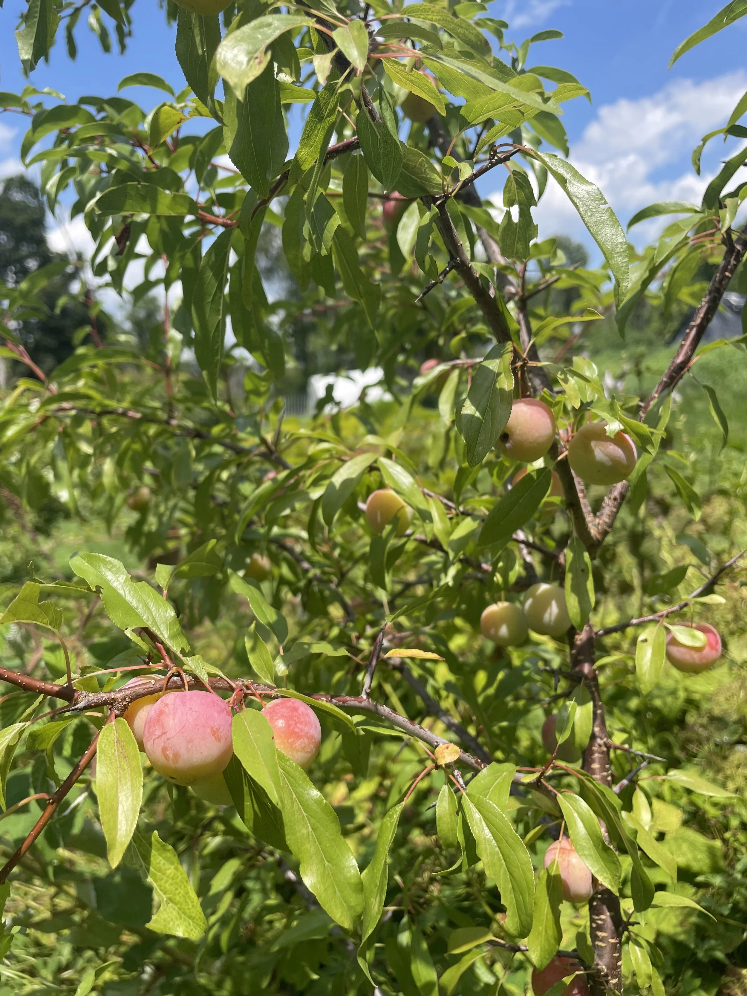 PlumFruit.jpeg