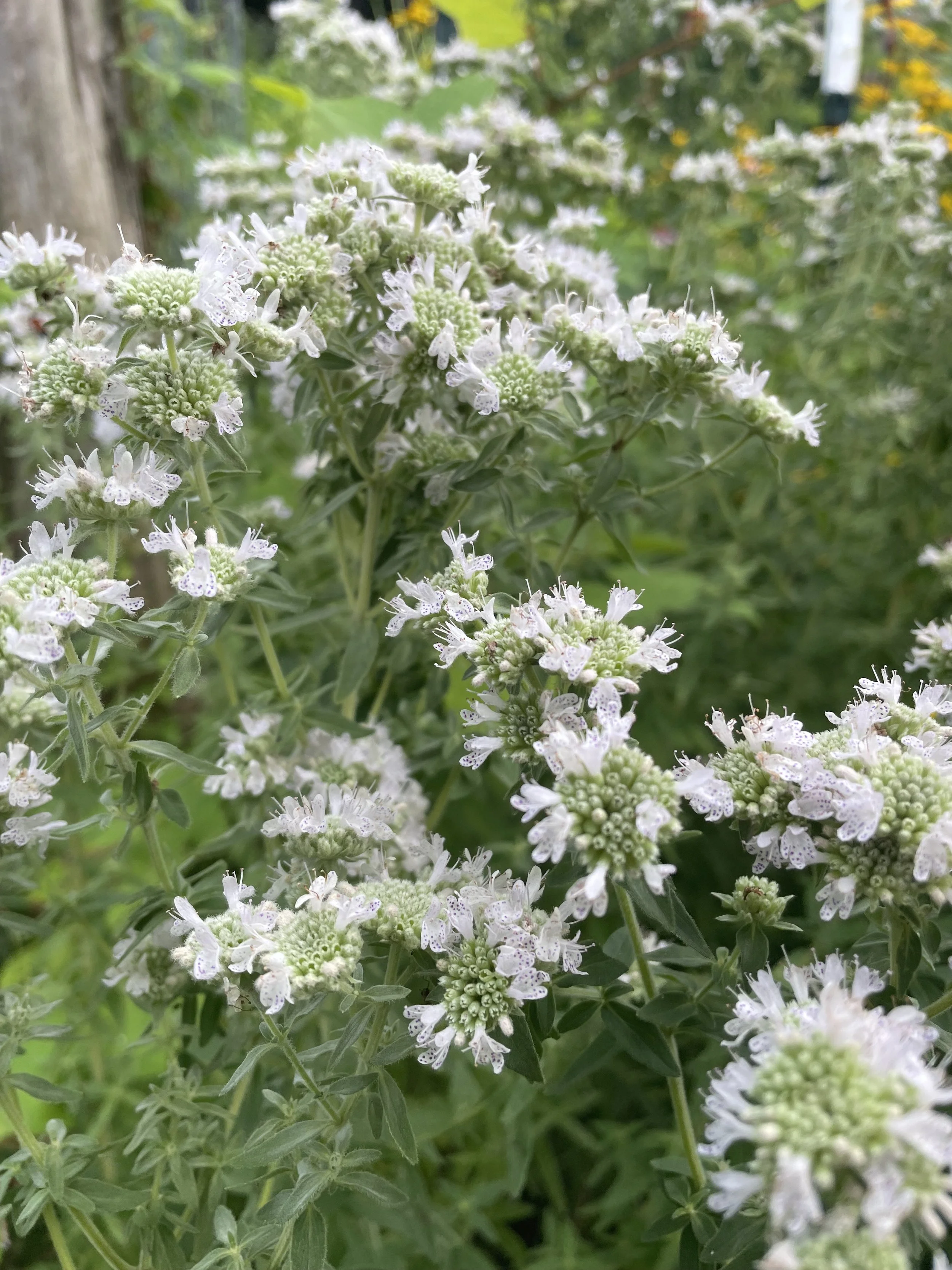 Mountain Mint