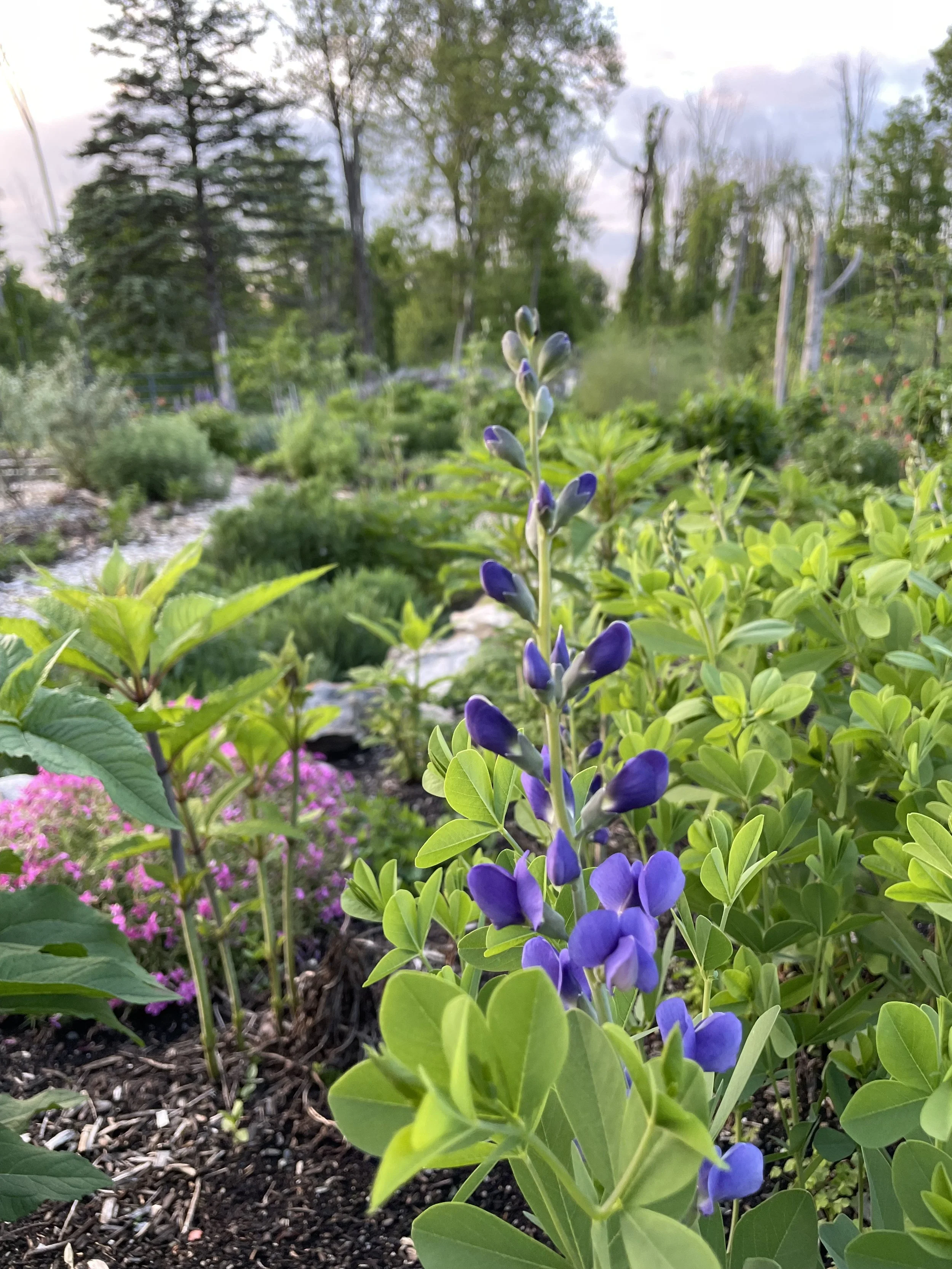 Blue False Indigo
