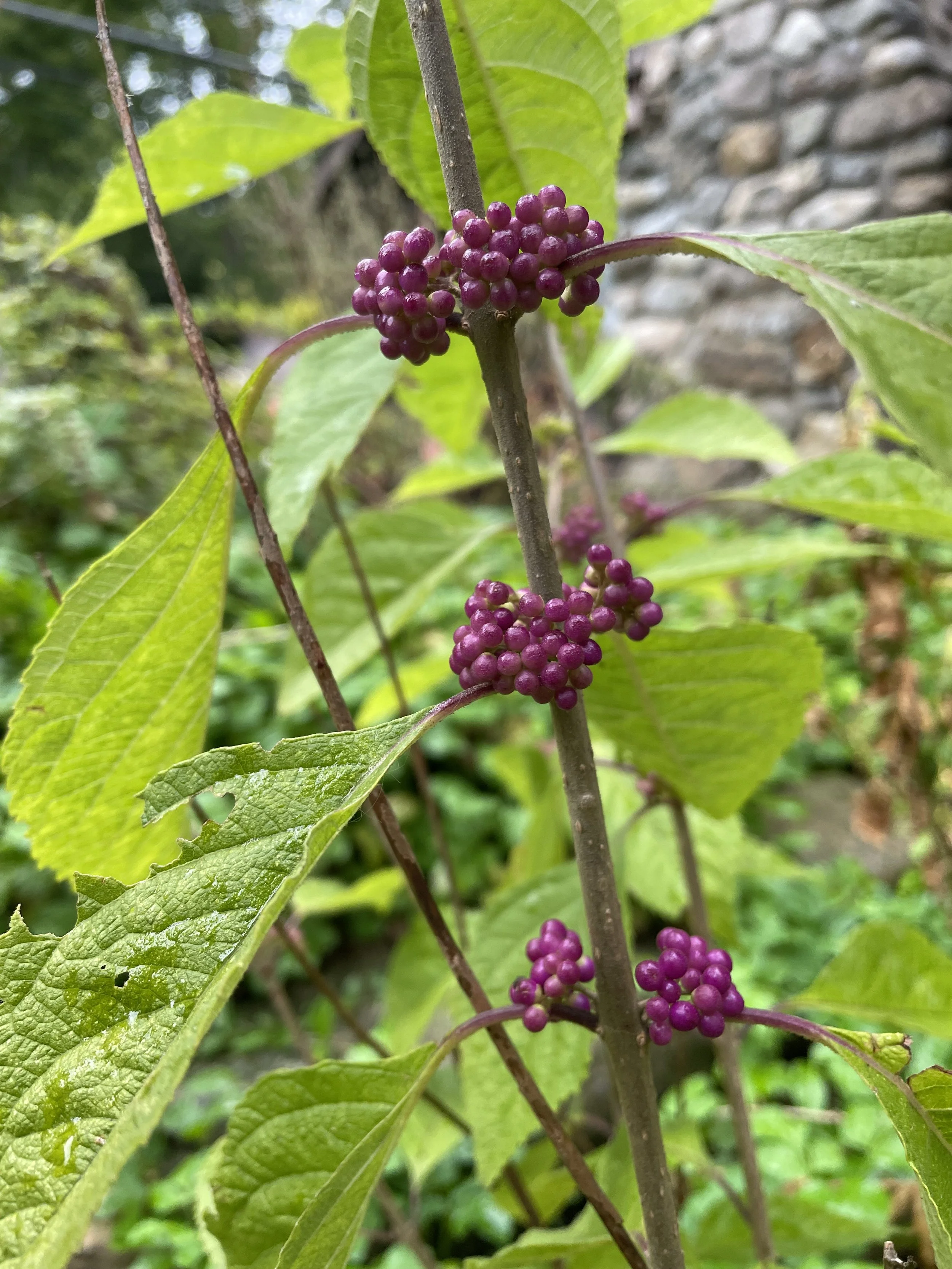 American Beautyberry (Bare Root)