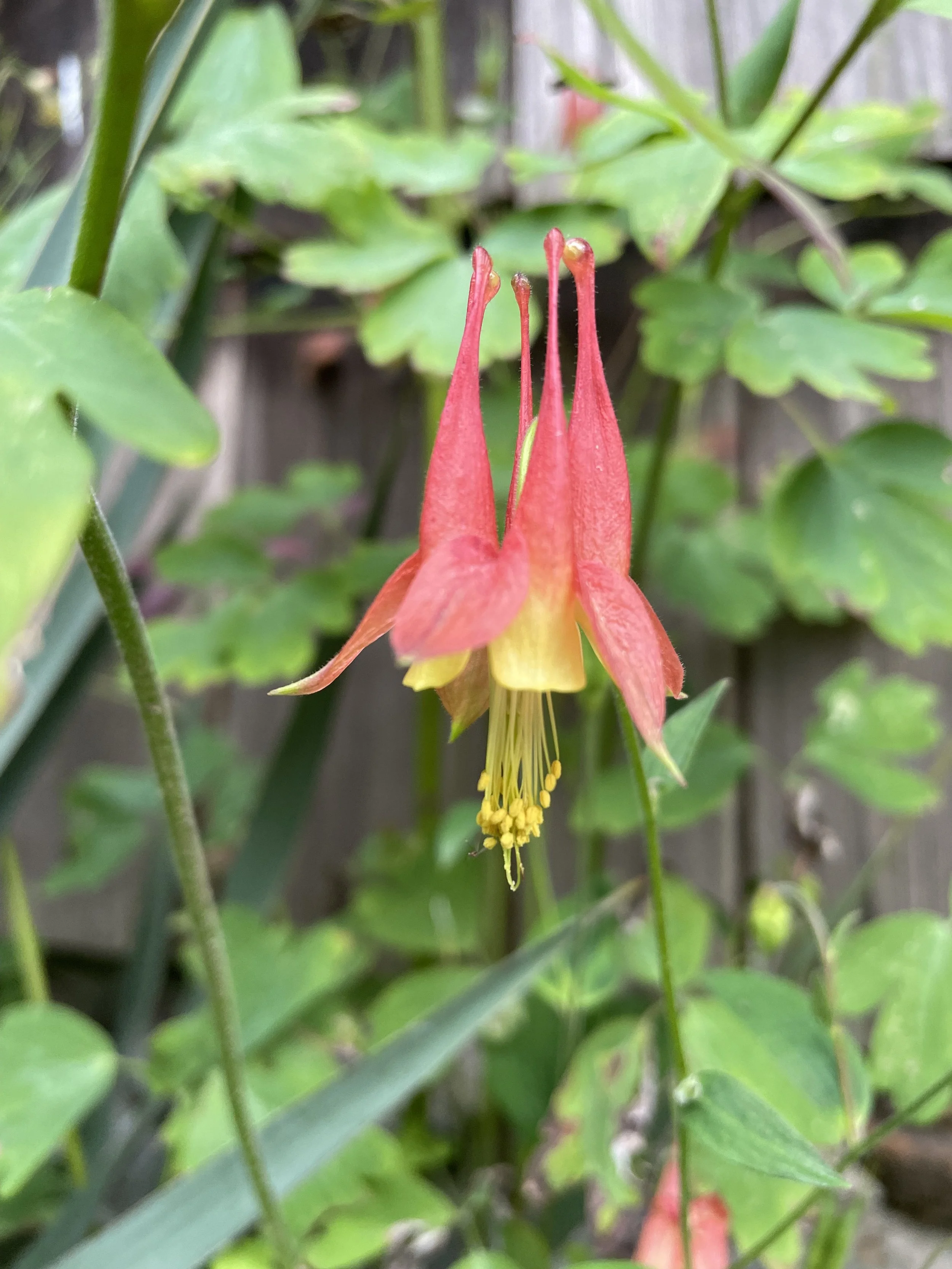Columbine