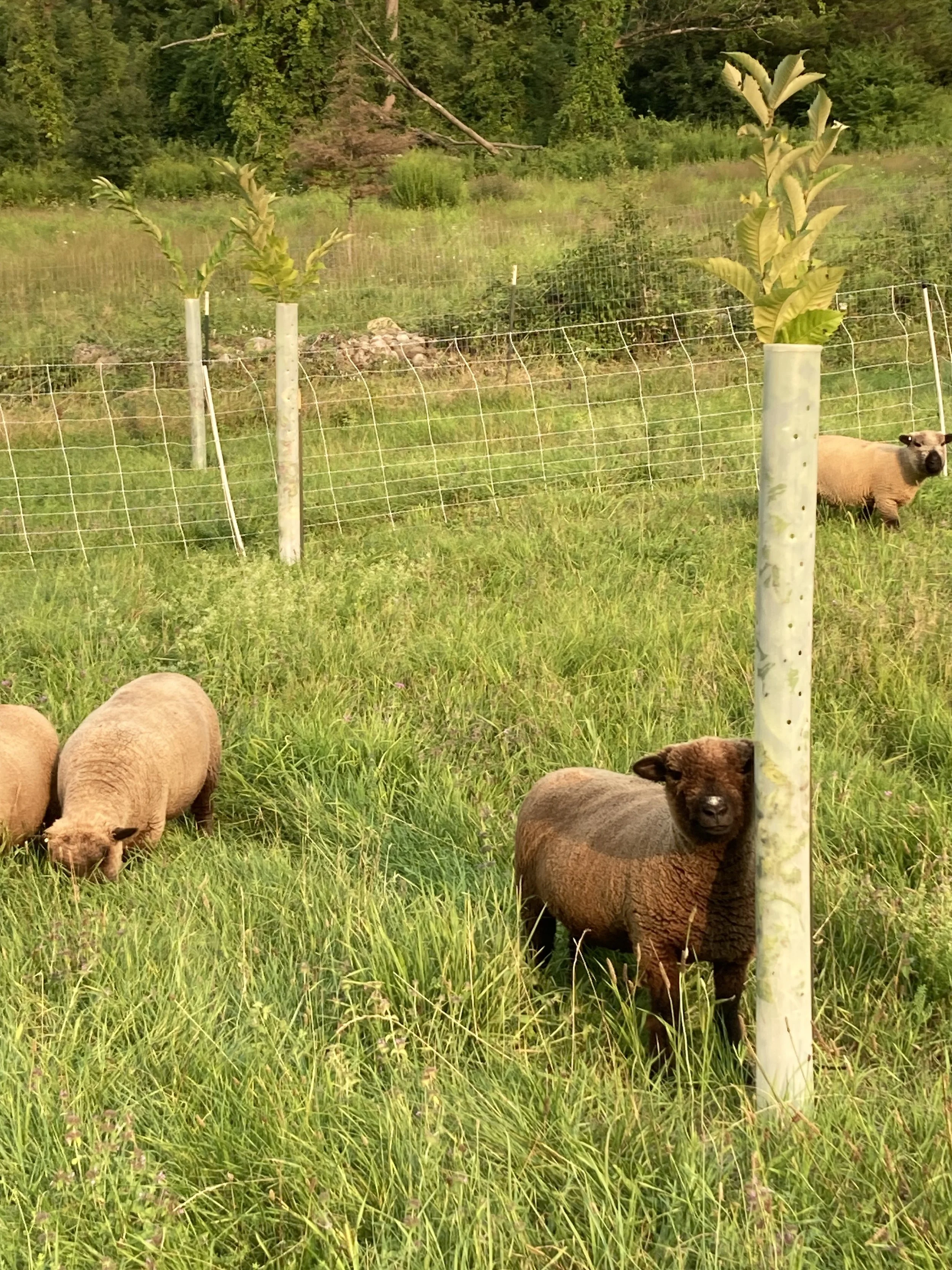 Young sheep grazing green grass at the base of tree tubes, one brown sheep standing next to a tree tube with a chestnut tree popping out of the top