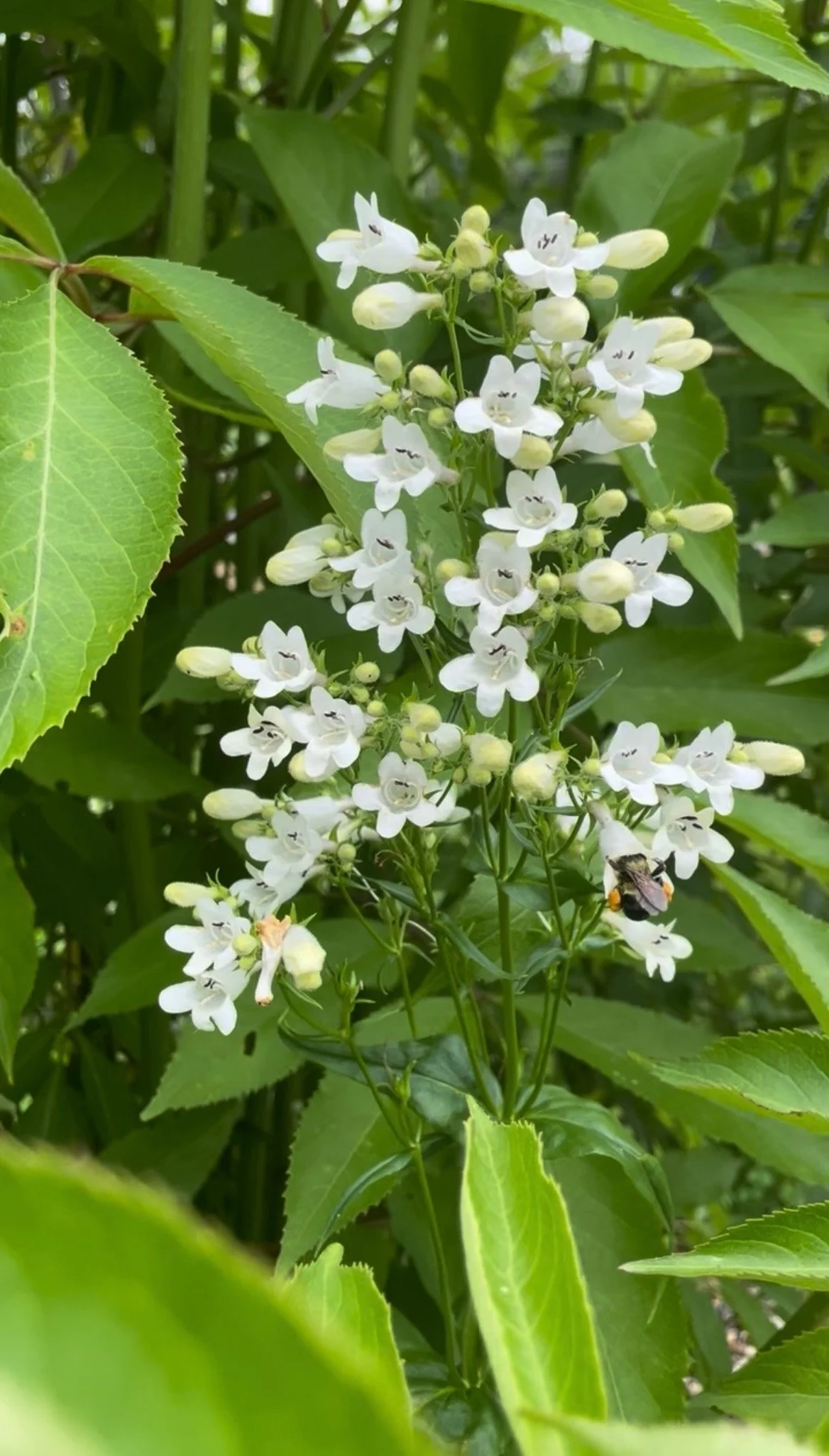 Foxglove Beardtongue