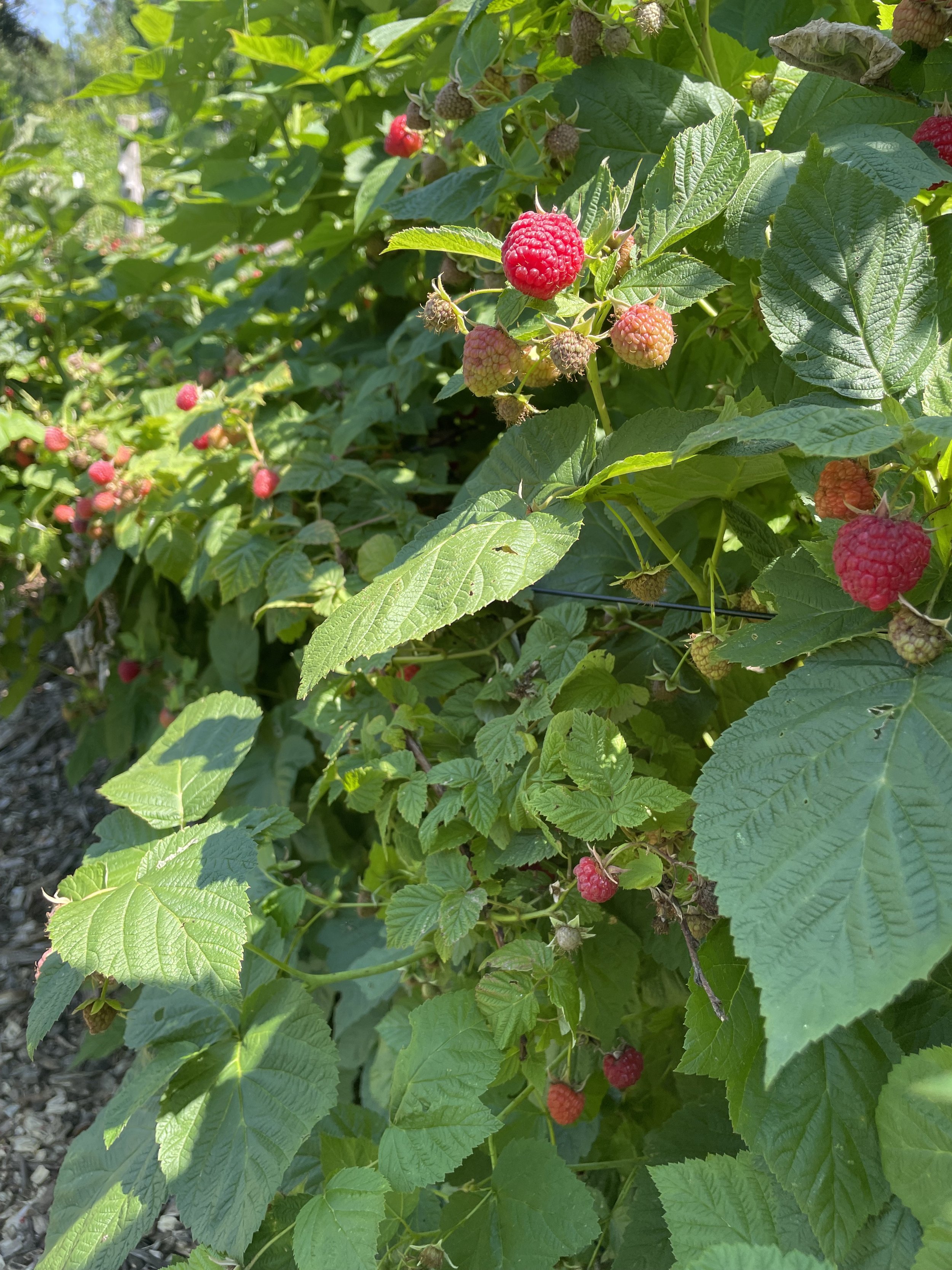 'Nova' Raspberry (Potted)