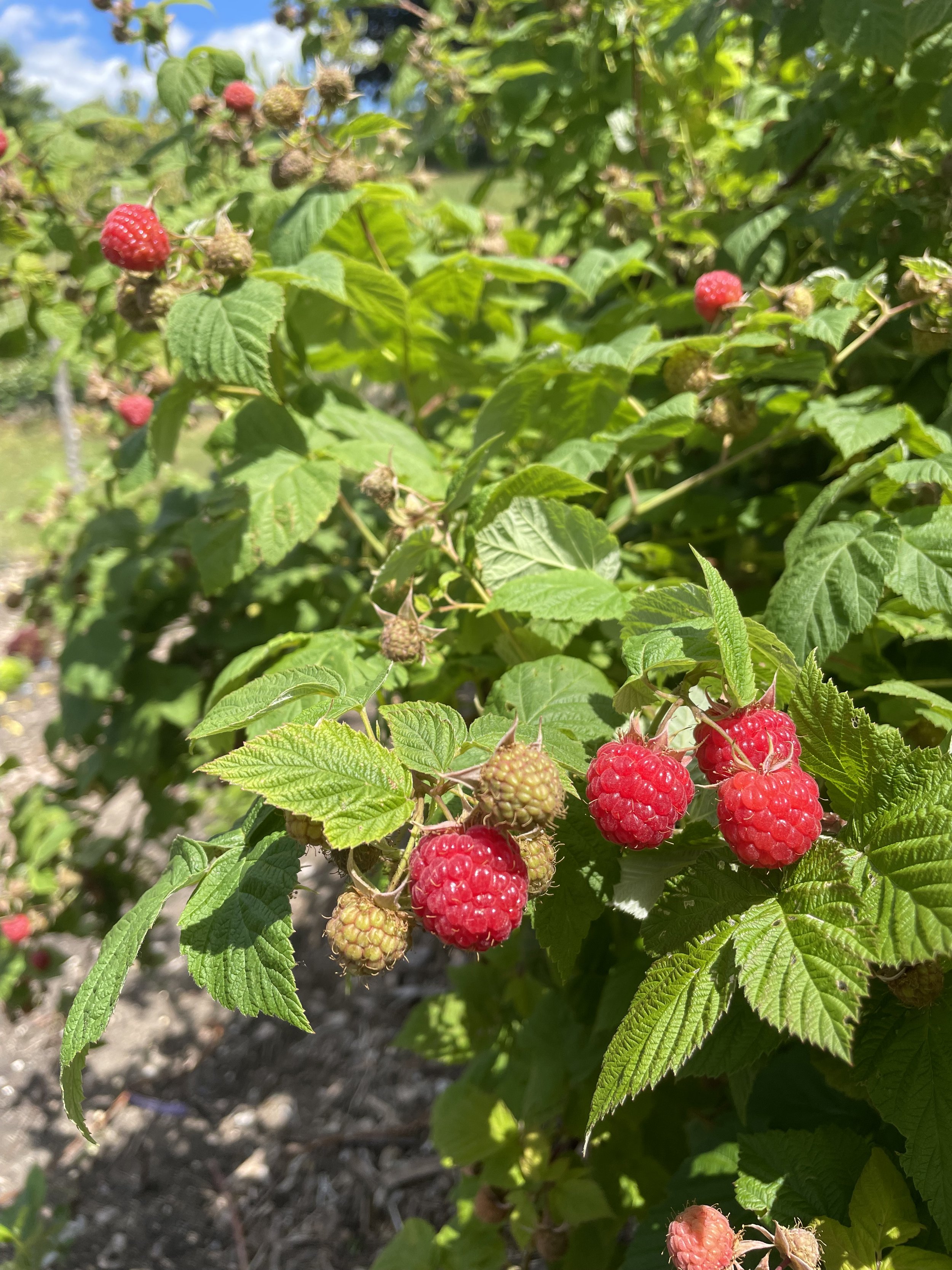 'Nova' Raspberry (Potted)