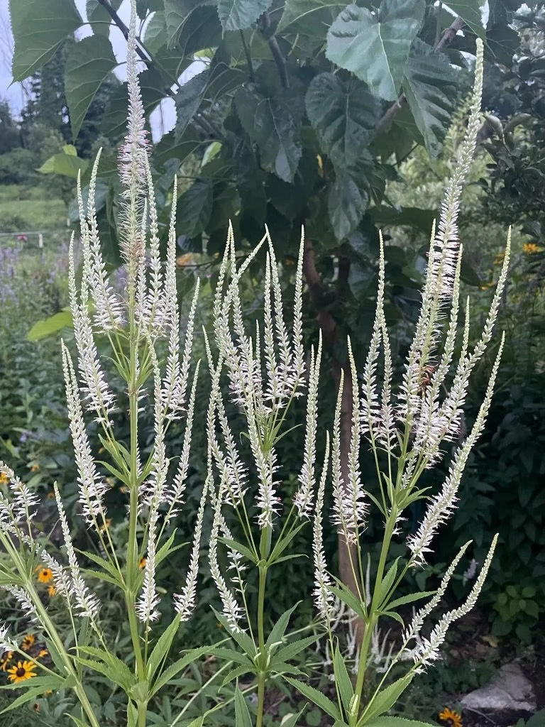 Culver's Root