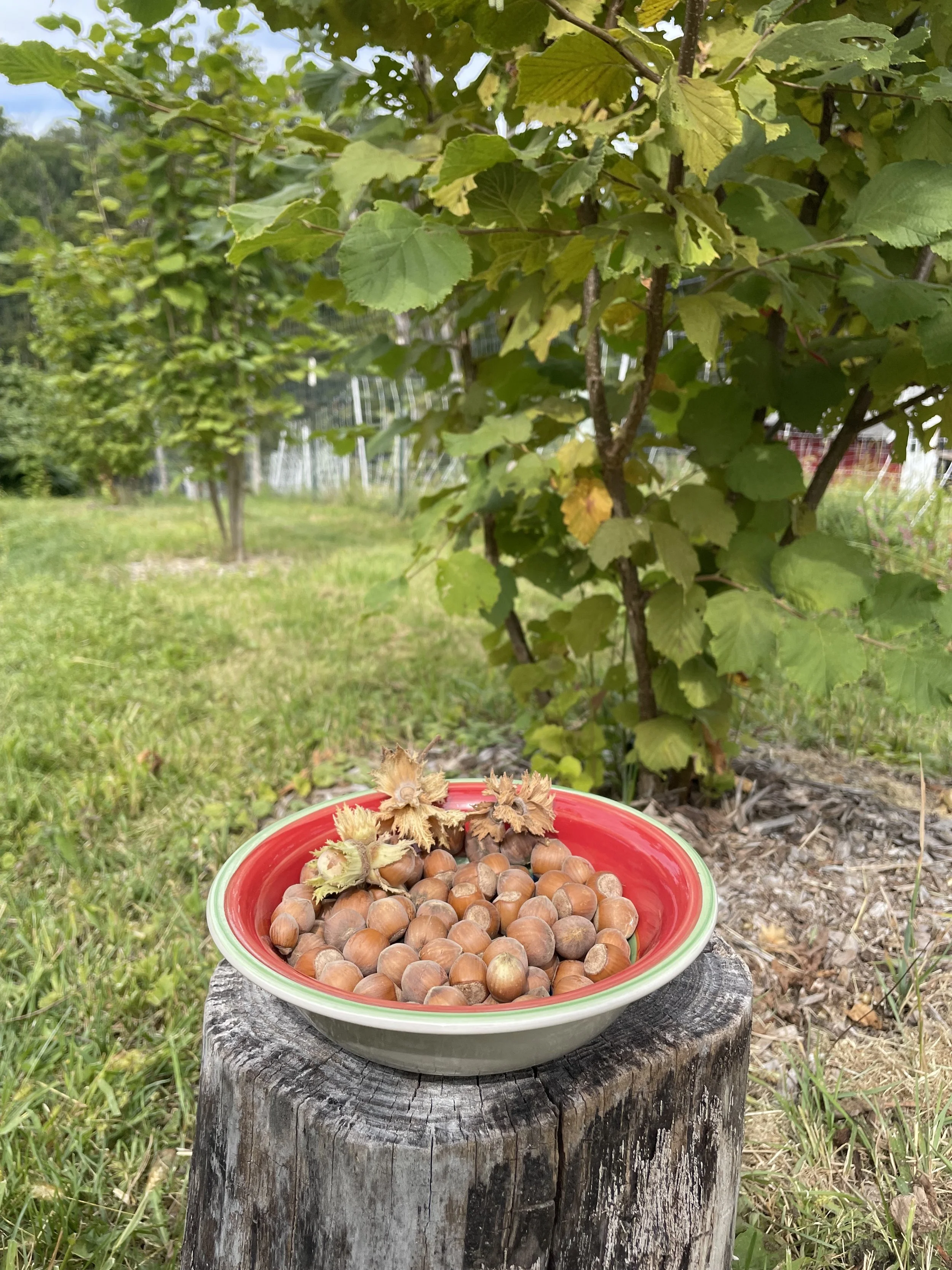 A bowl of hazelnuts on a weathered tree stump outdoors, with a hazelnut tree in the background.