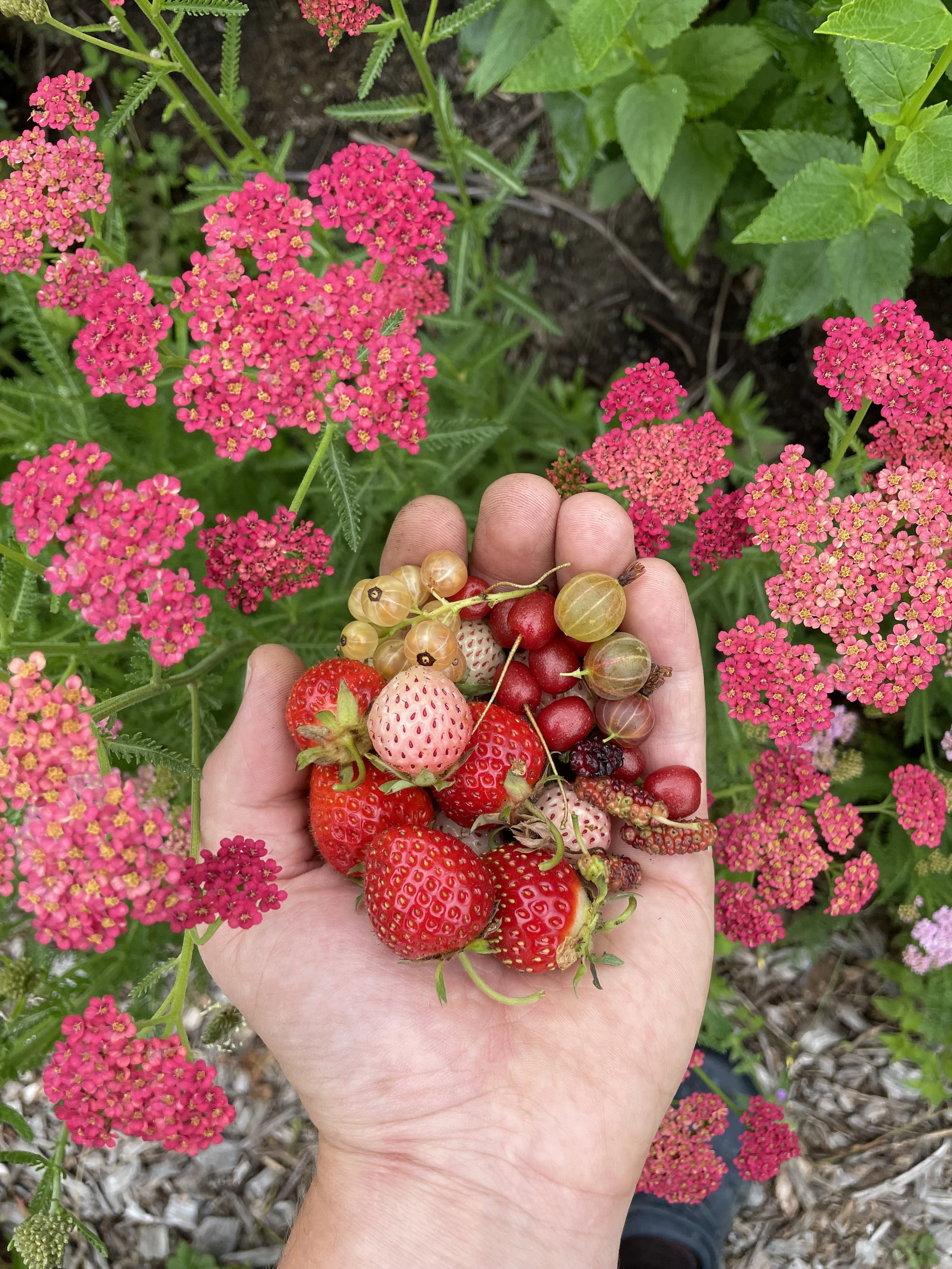 A hand holding a variety of freshly picked strawberries and berries over pink yarrow flowers