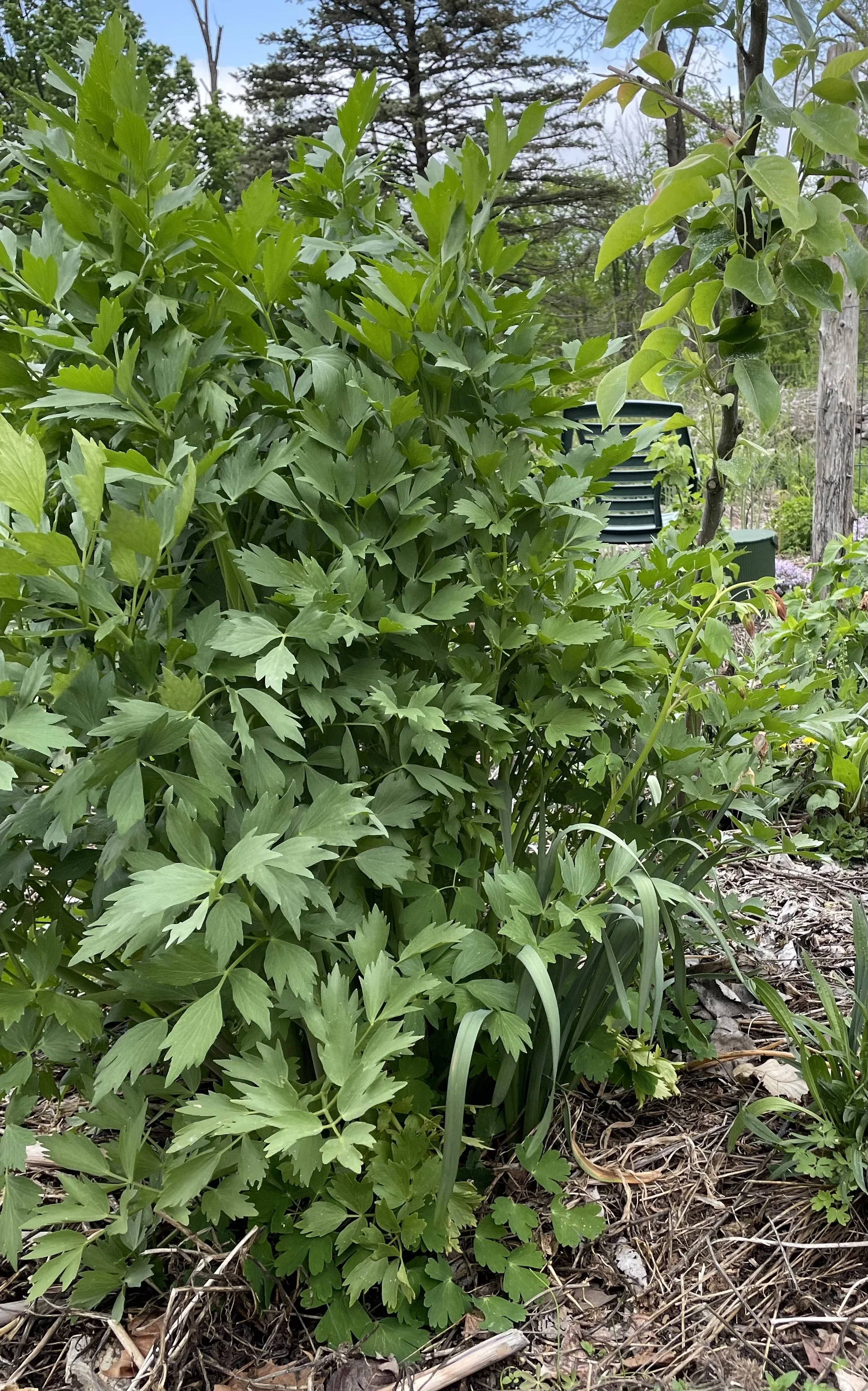 Lovage